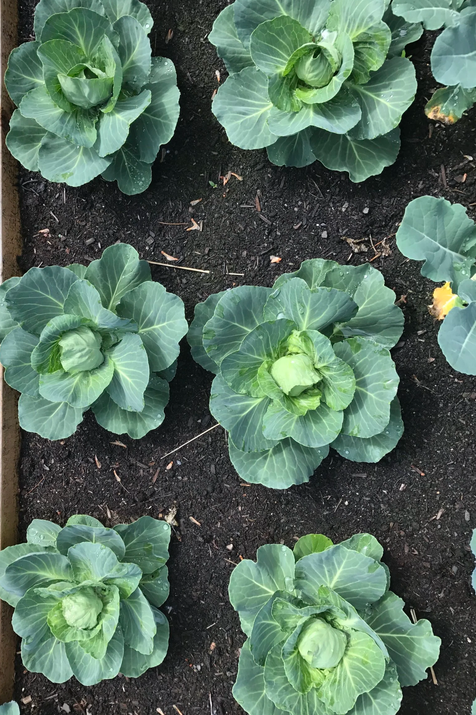 Close-up of green cabbage plants growing in dark soil. The cabbage leaves are leafy and healthy, with some water droplets on them.