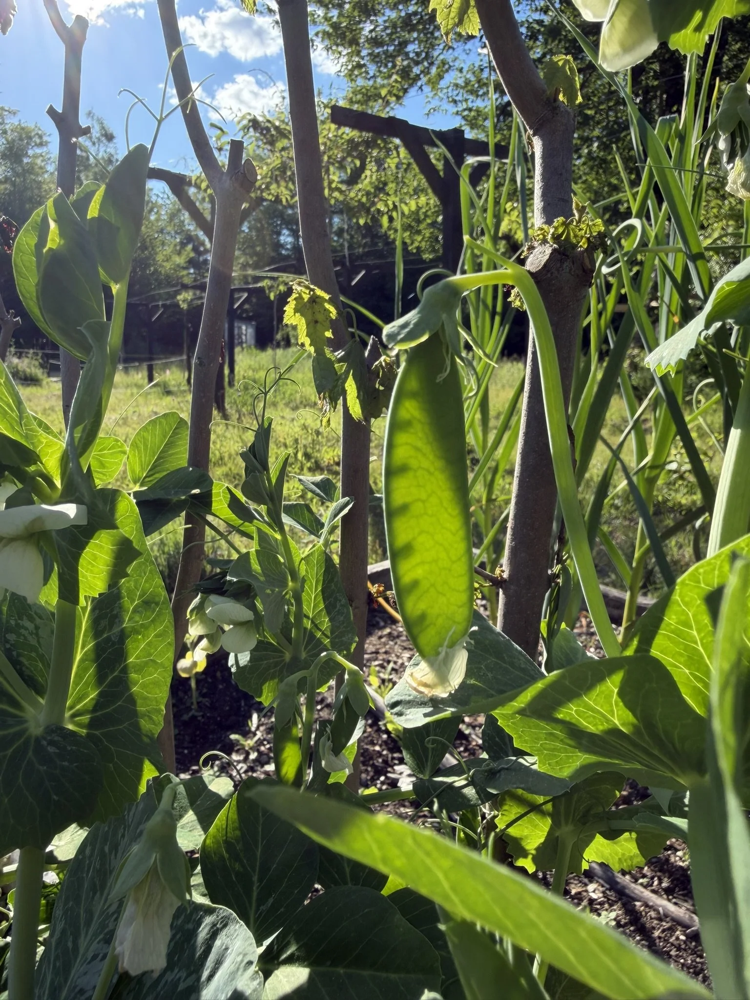 Close-up of a green pea pod hanging from a plant, surrounded by large green leaves and stems in a garden, with sunlight shining through.