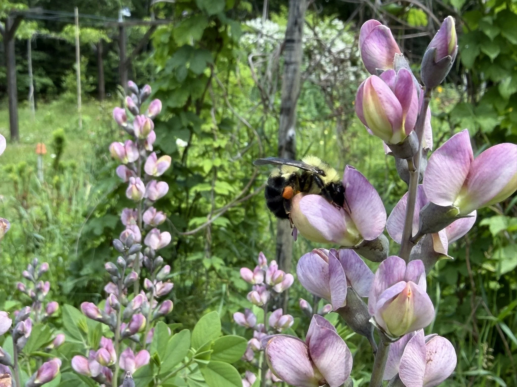 A GARDEN SHARED