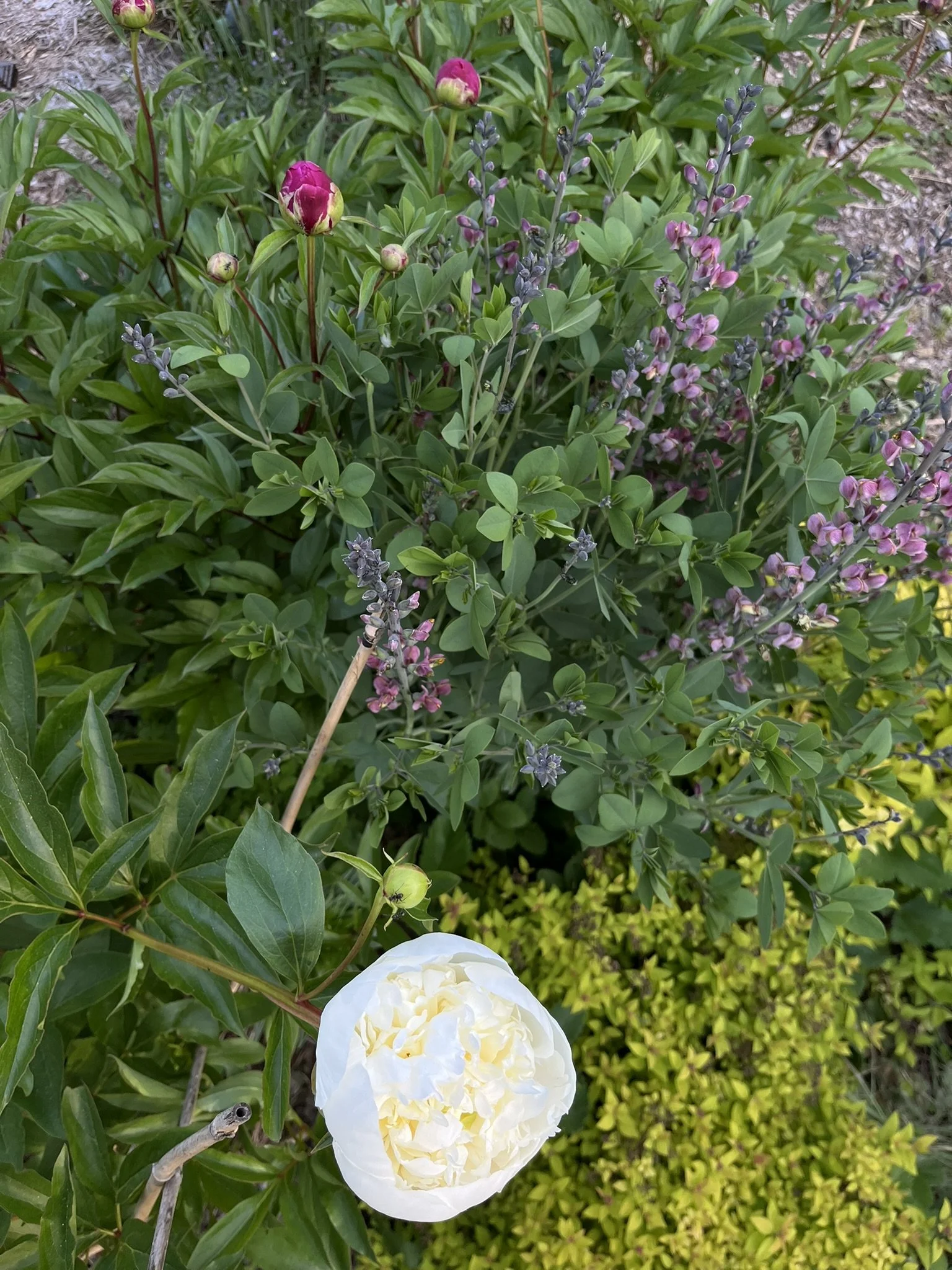 Bowl of Cream 2.JPEG
