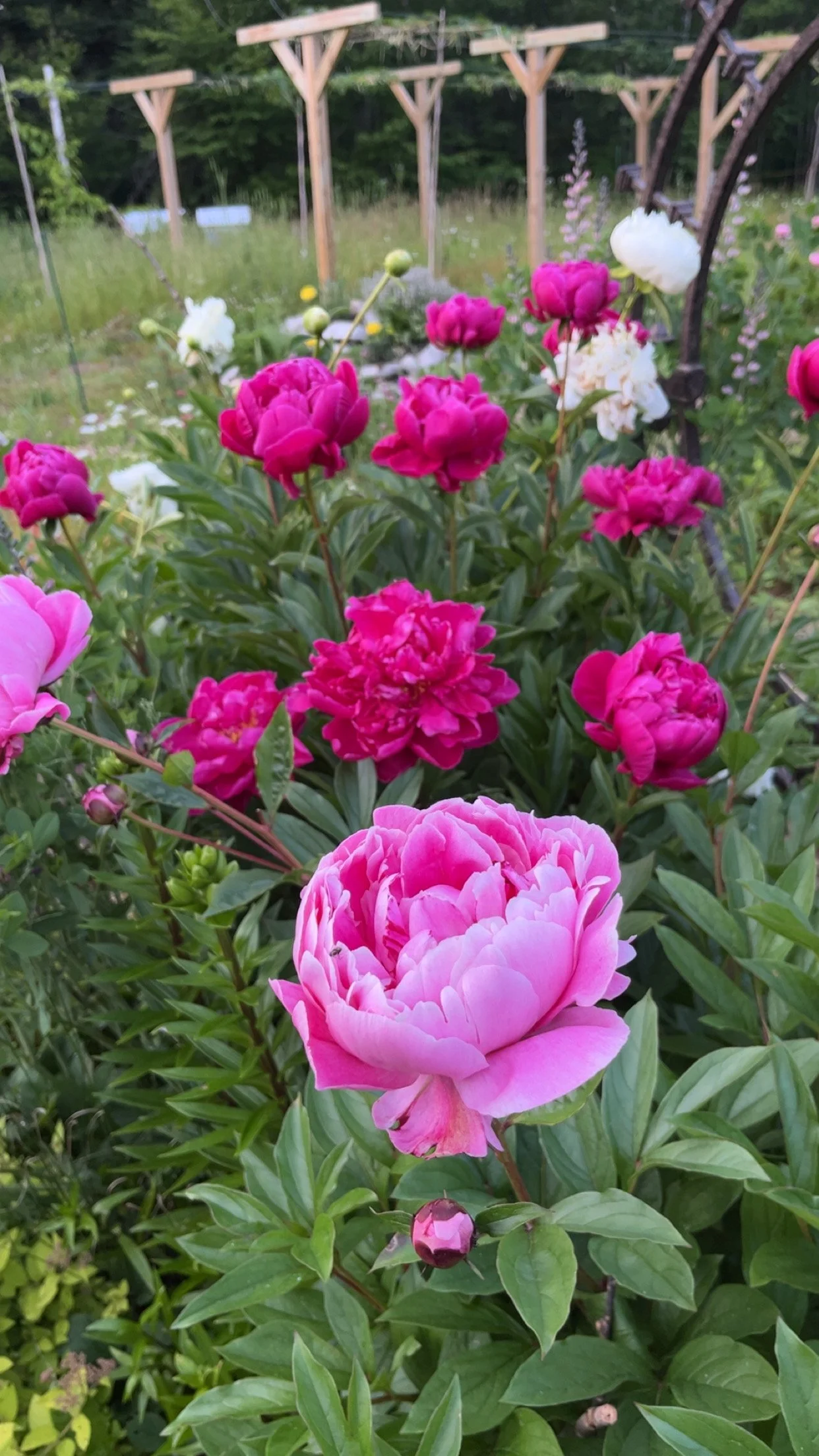 Peonies in the garden.JPG