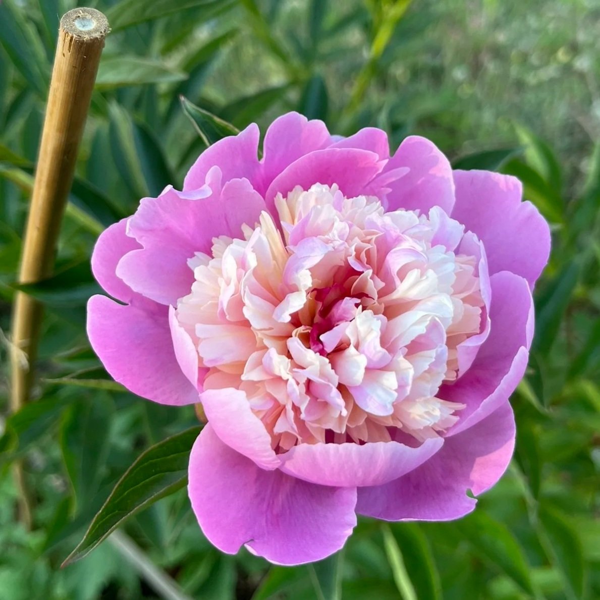 MIDSUMMER PEONY FIREWORKS