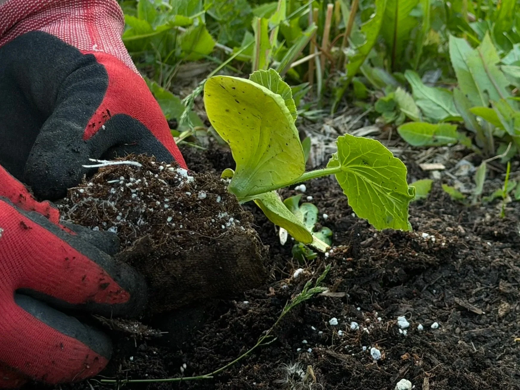 IN THE THICK OF THE GROWING SEASON