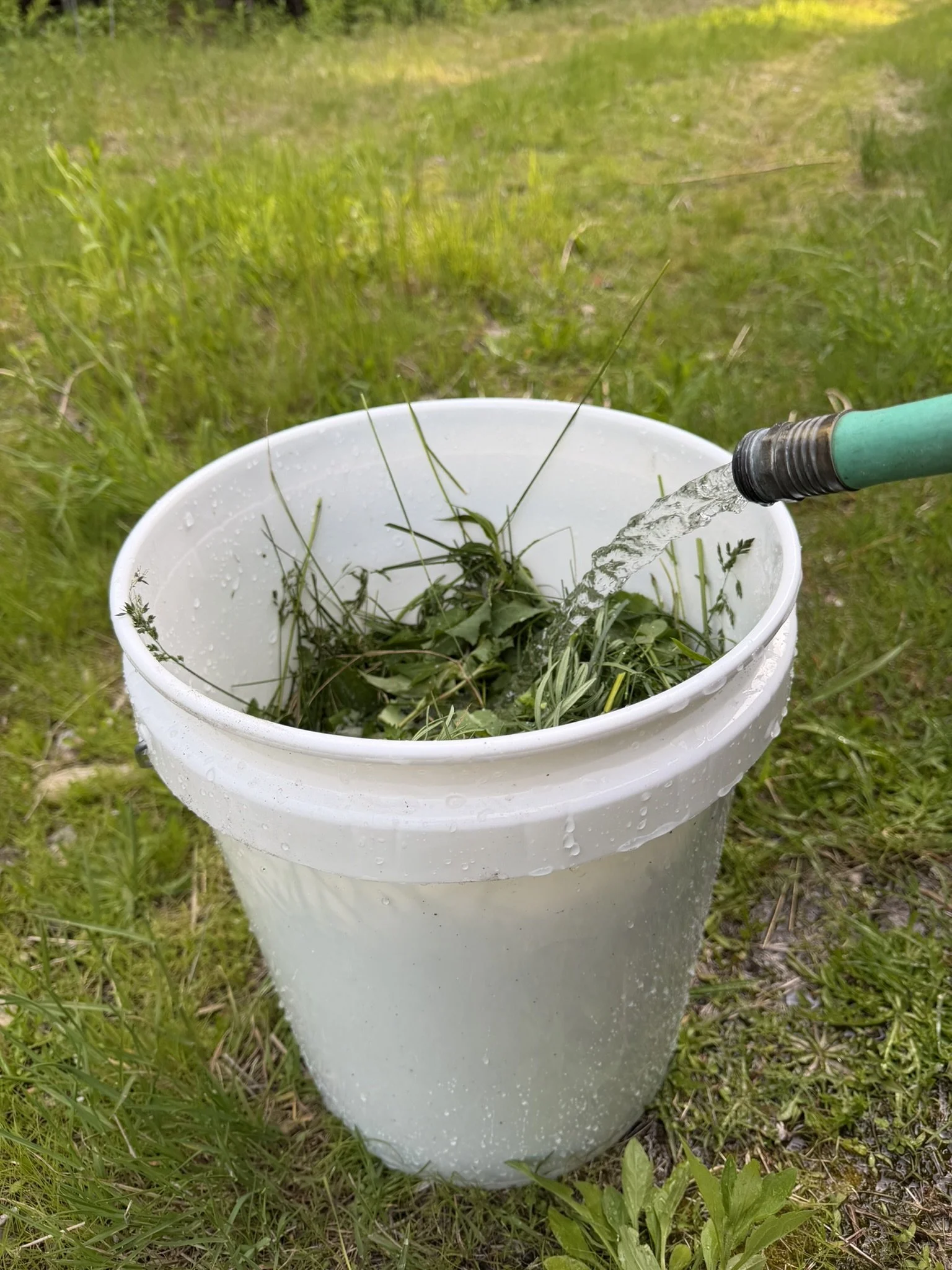 Covering bucket of lawn clippings and other greenery with water.JPEG