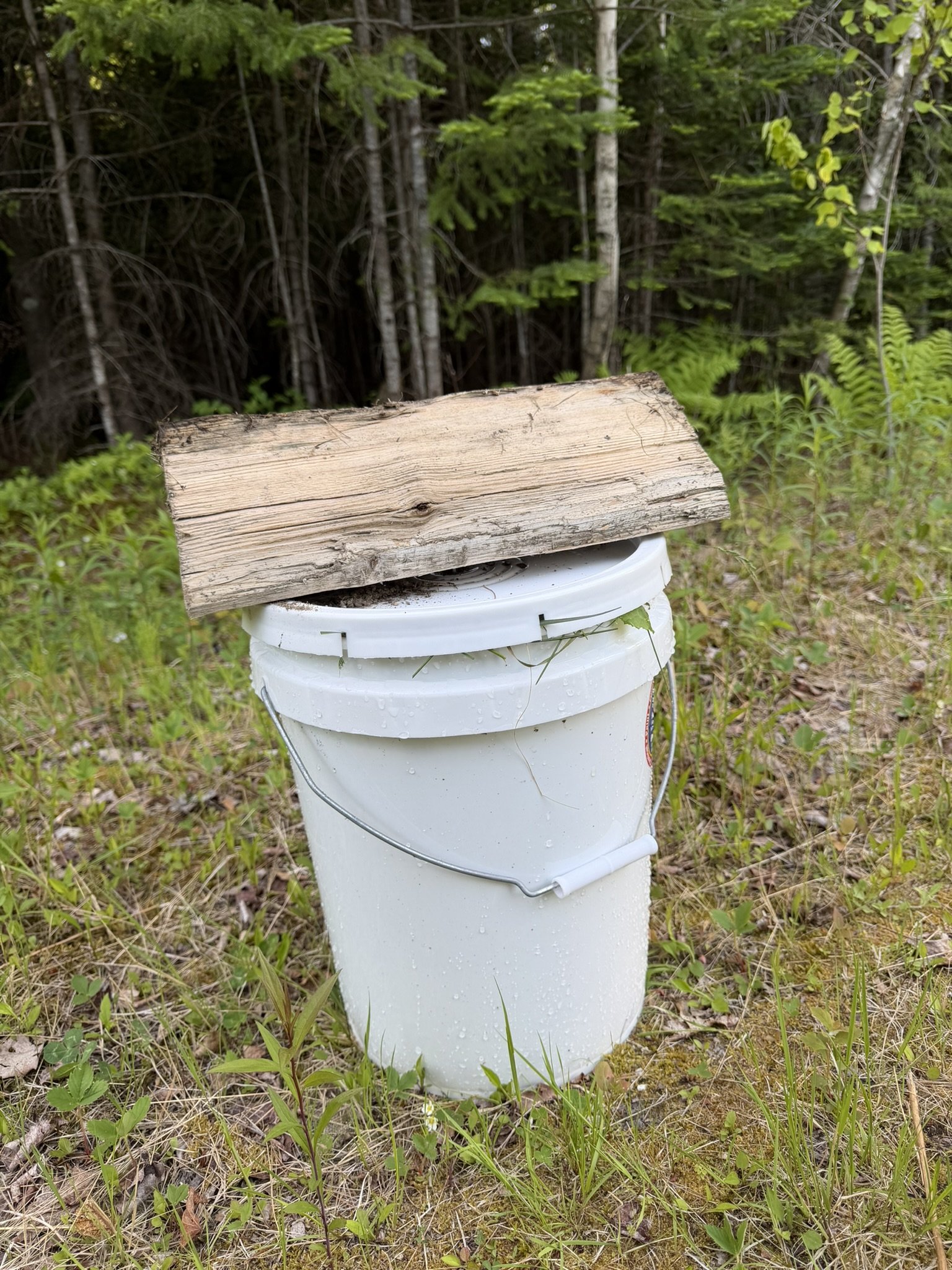 Bucket with lid left to ferment away from doors and windows.JPEG