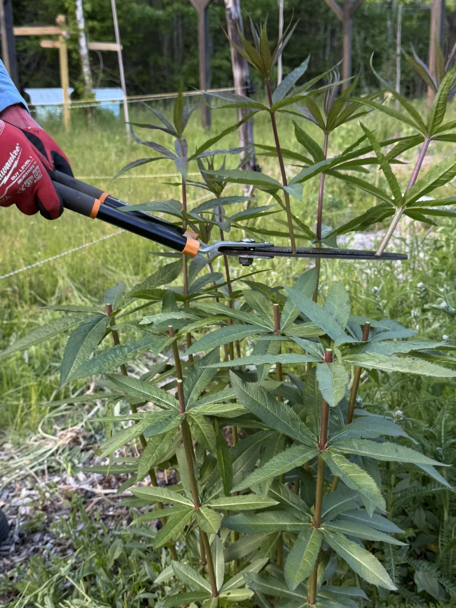 Cutting back culvers root to encourage sturdier plants and more blooms later in the season.JPEG