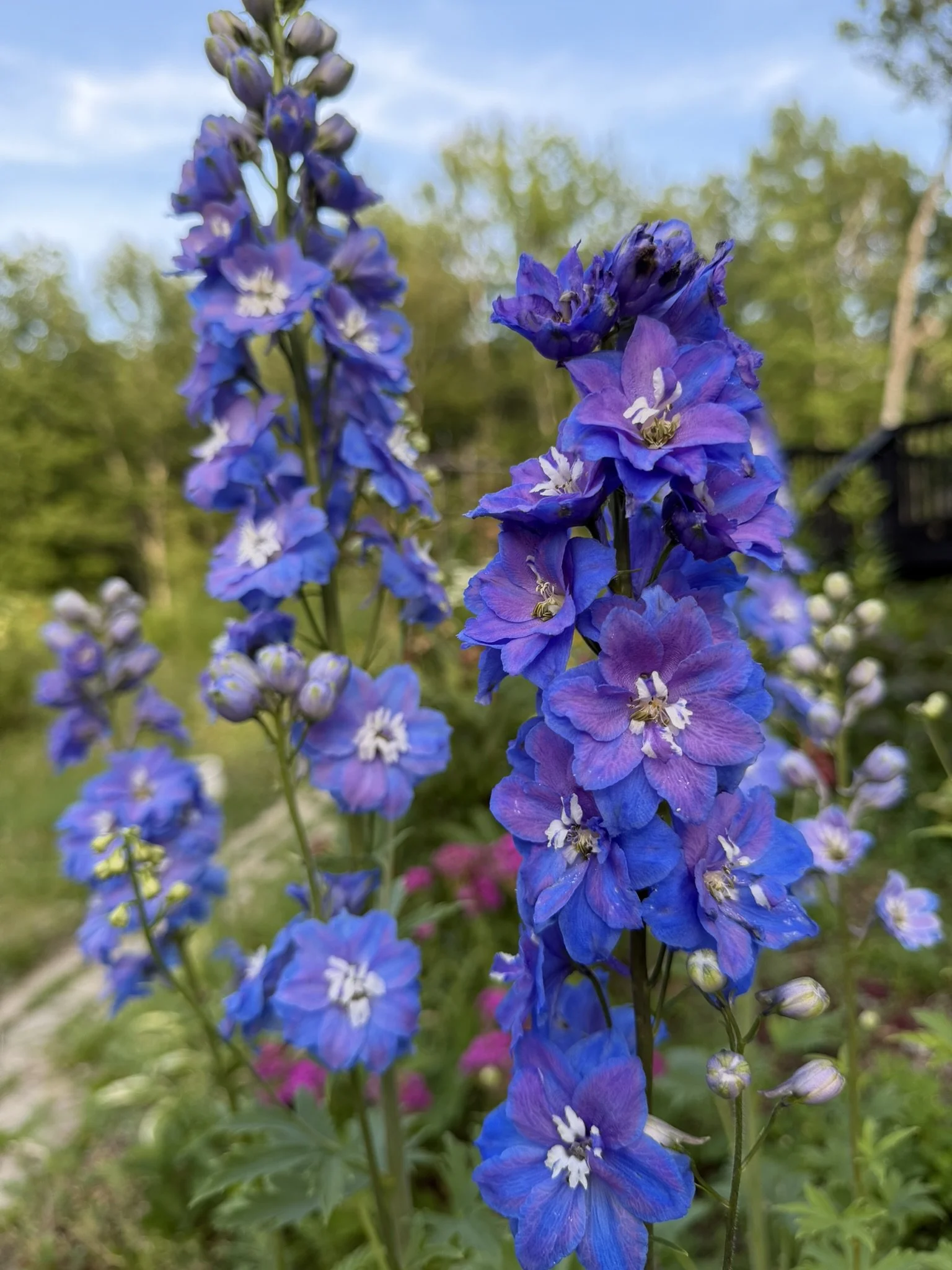 JULY 16th BLOOMS
