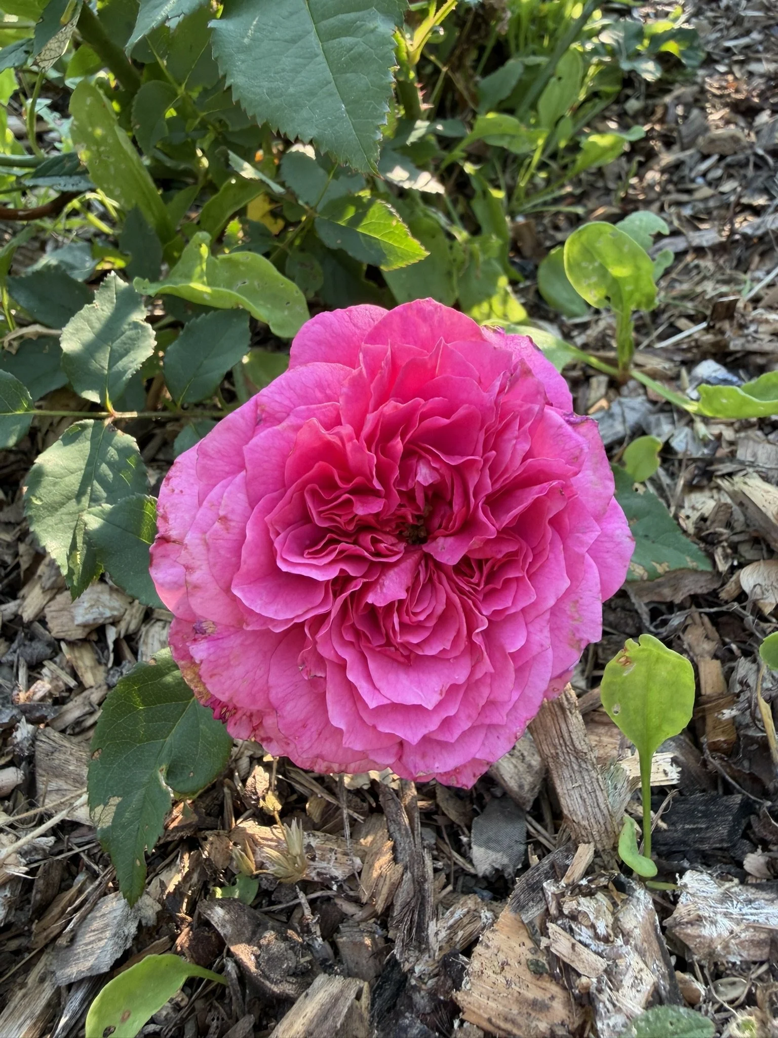 English rose, Gabriel Oak