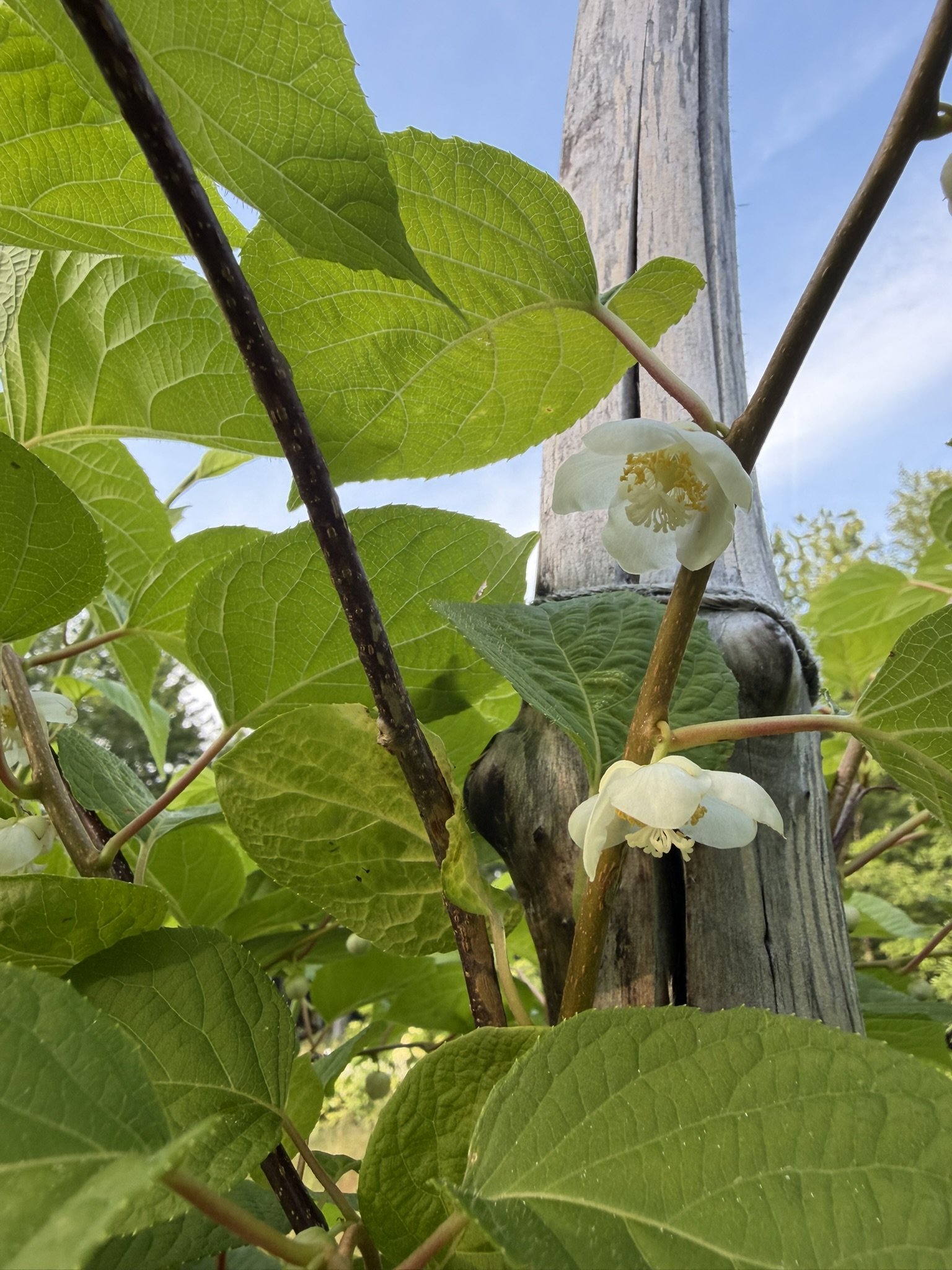 Actinidia polygama, kiwi blossoms