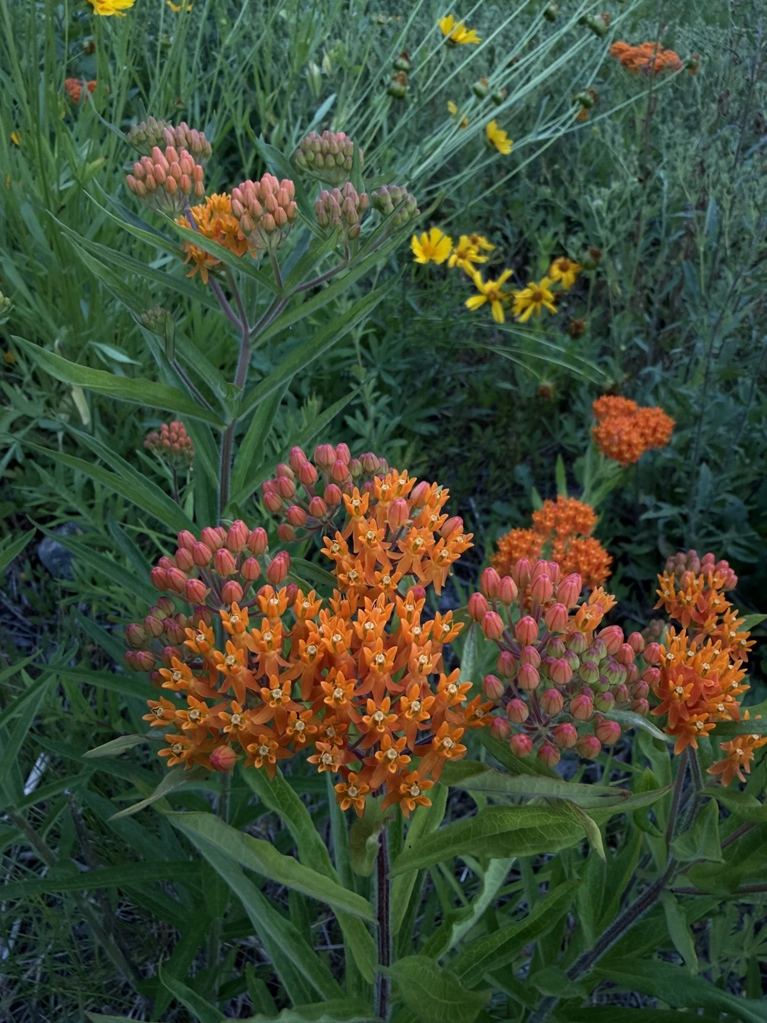 Butterfly weed