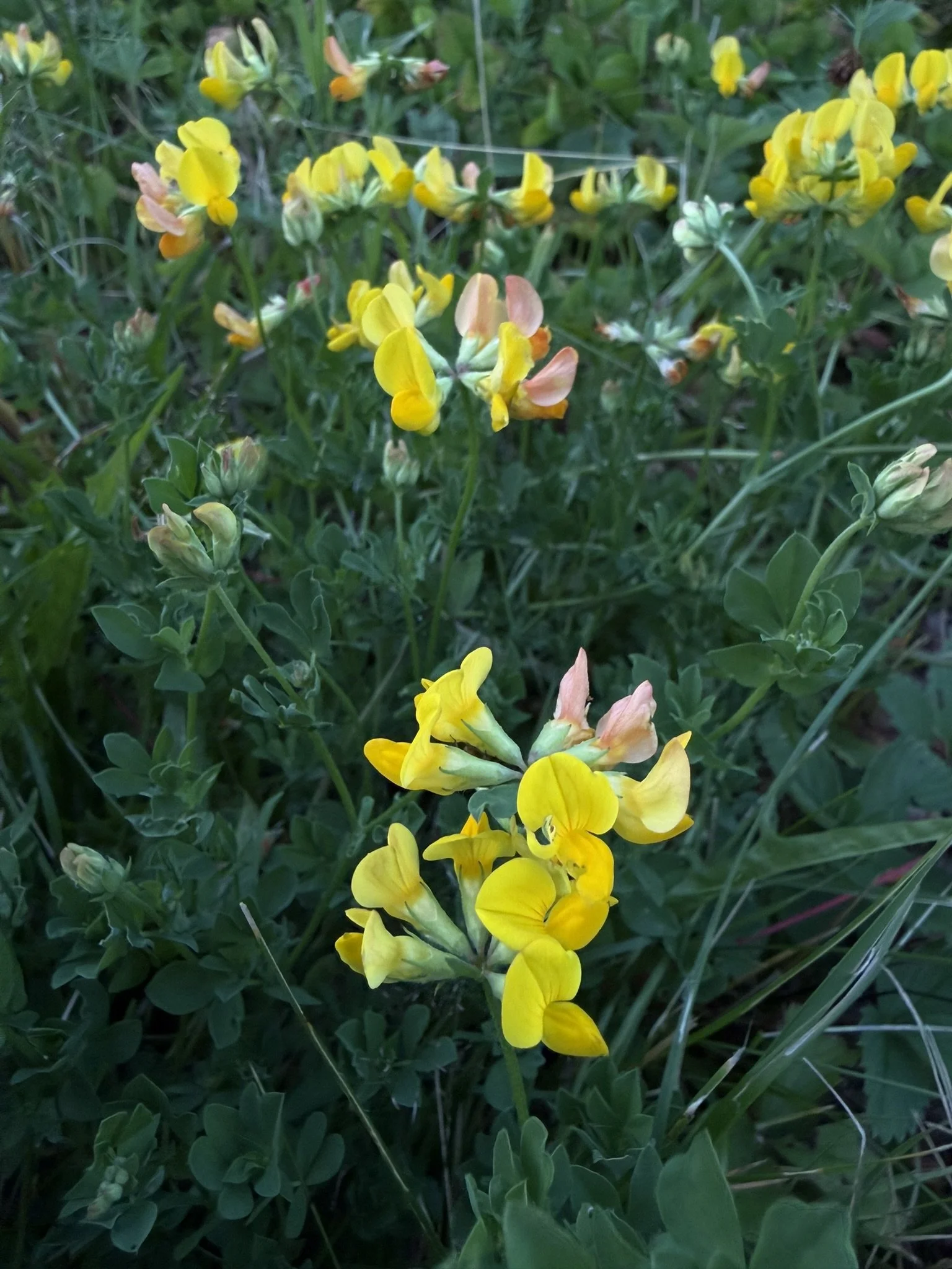 Birdsfoot trefoil (Lotus corniculatus)