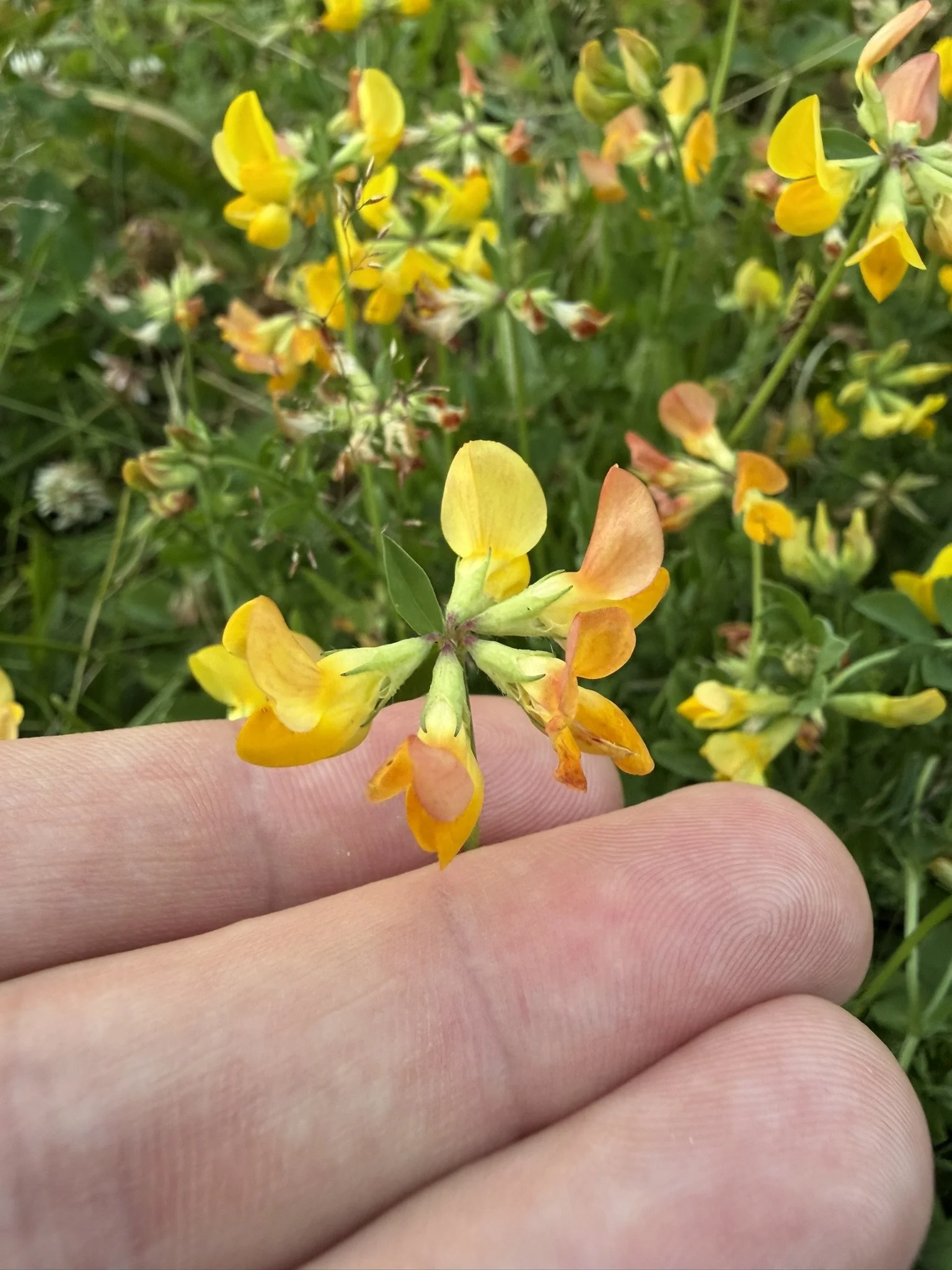 Birdsfoot trefoil (Lotus corniculatus)