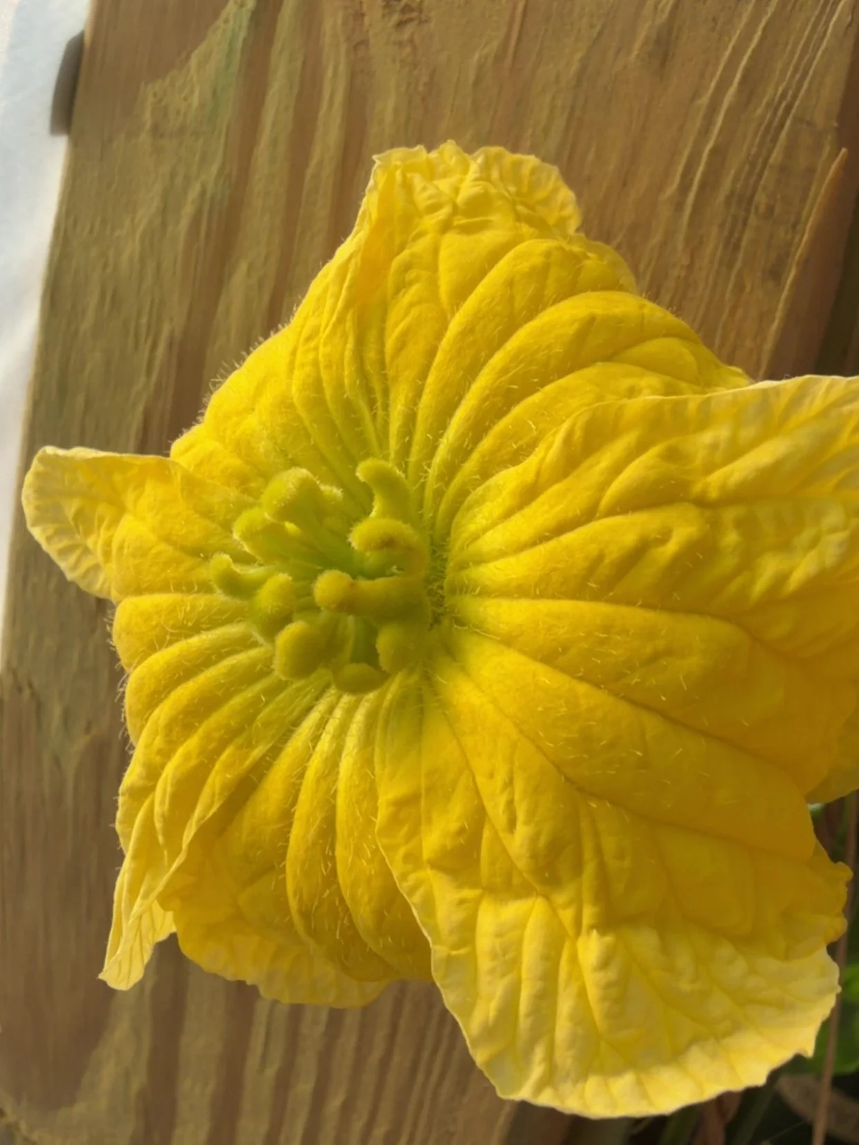 Female loofah flower in bloom