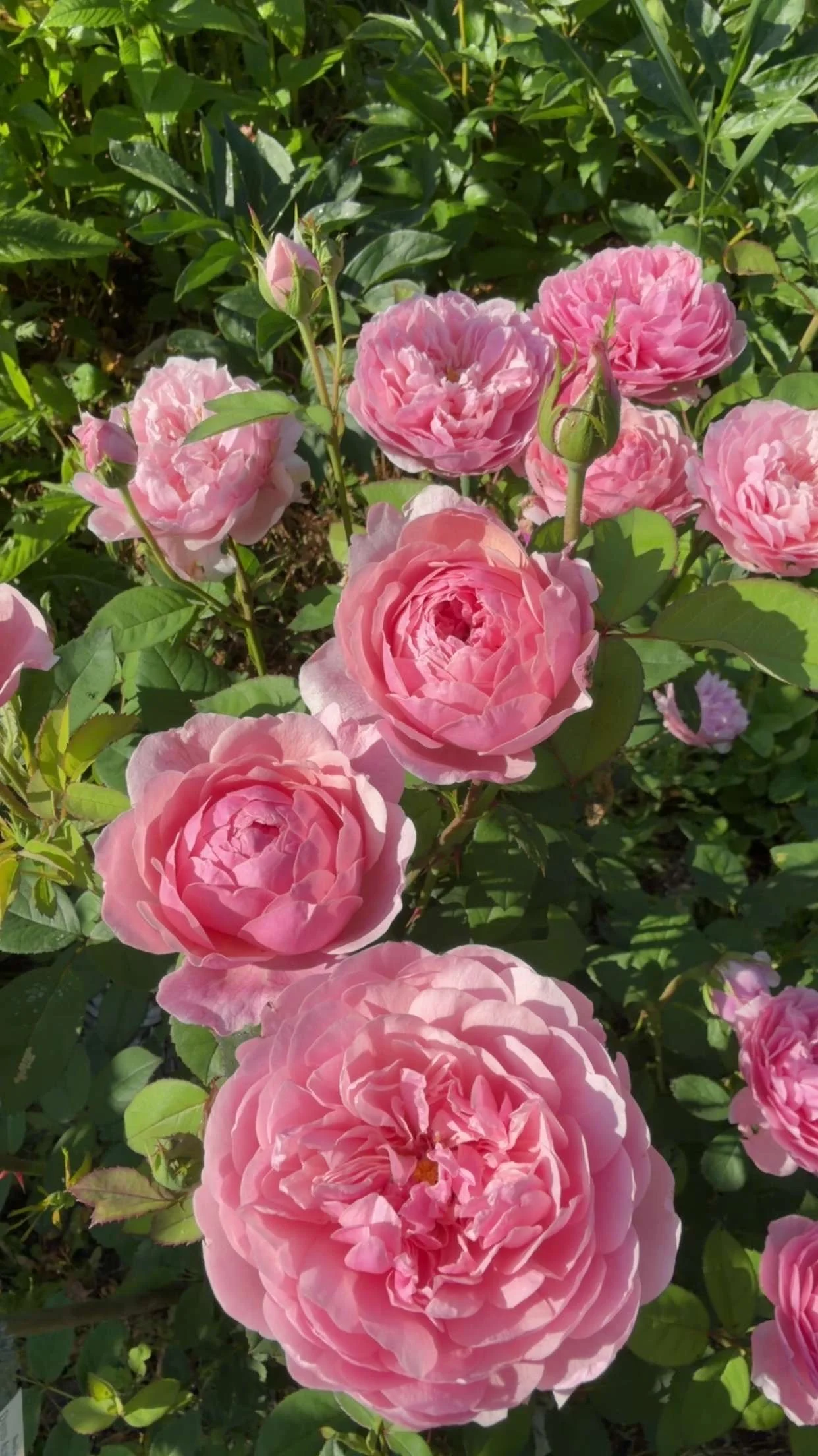 English rose, Alnwick