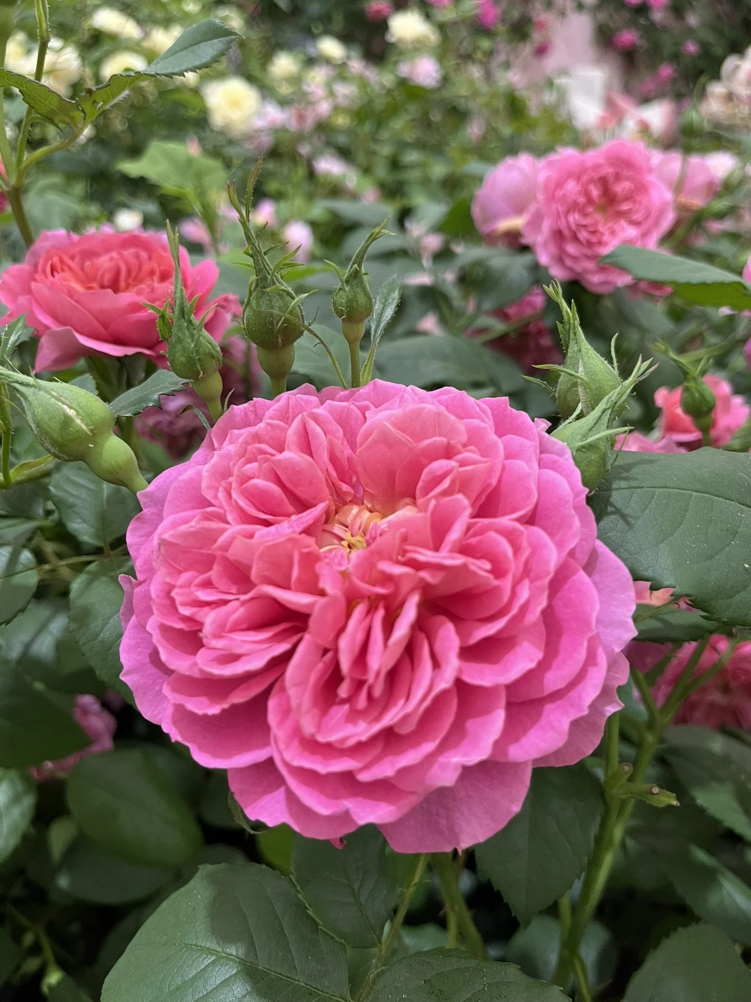 ROSES IN JULY
