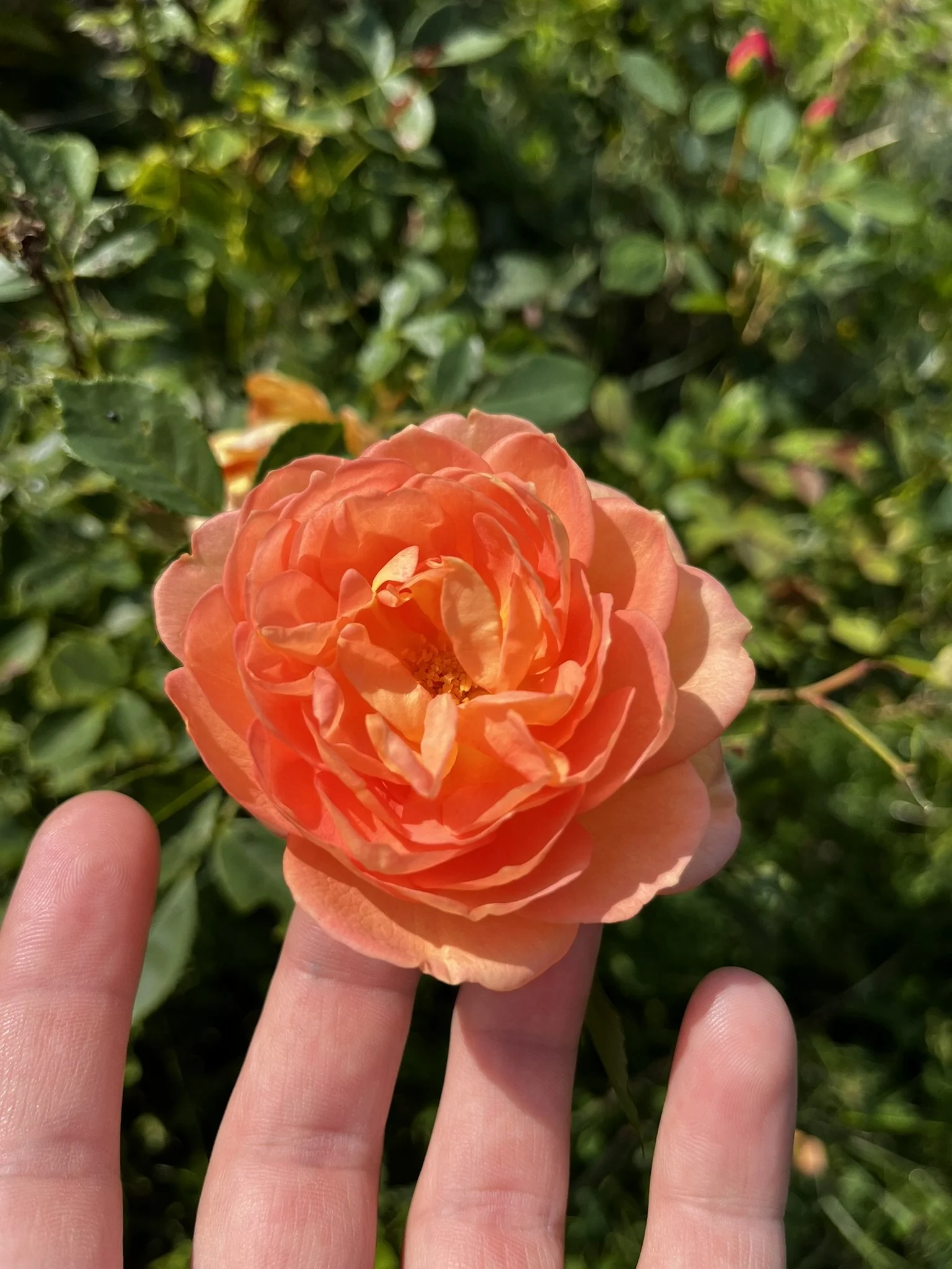 IMG_4703.JPEG