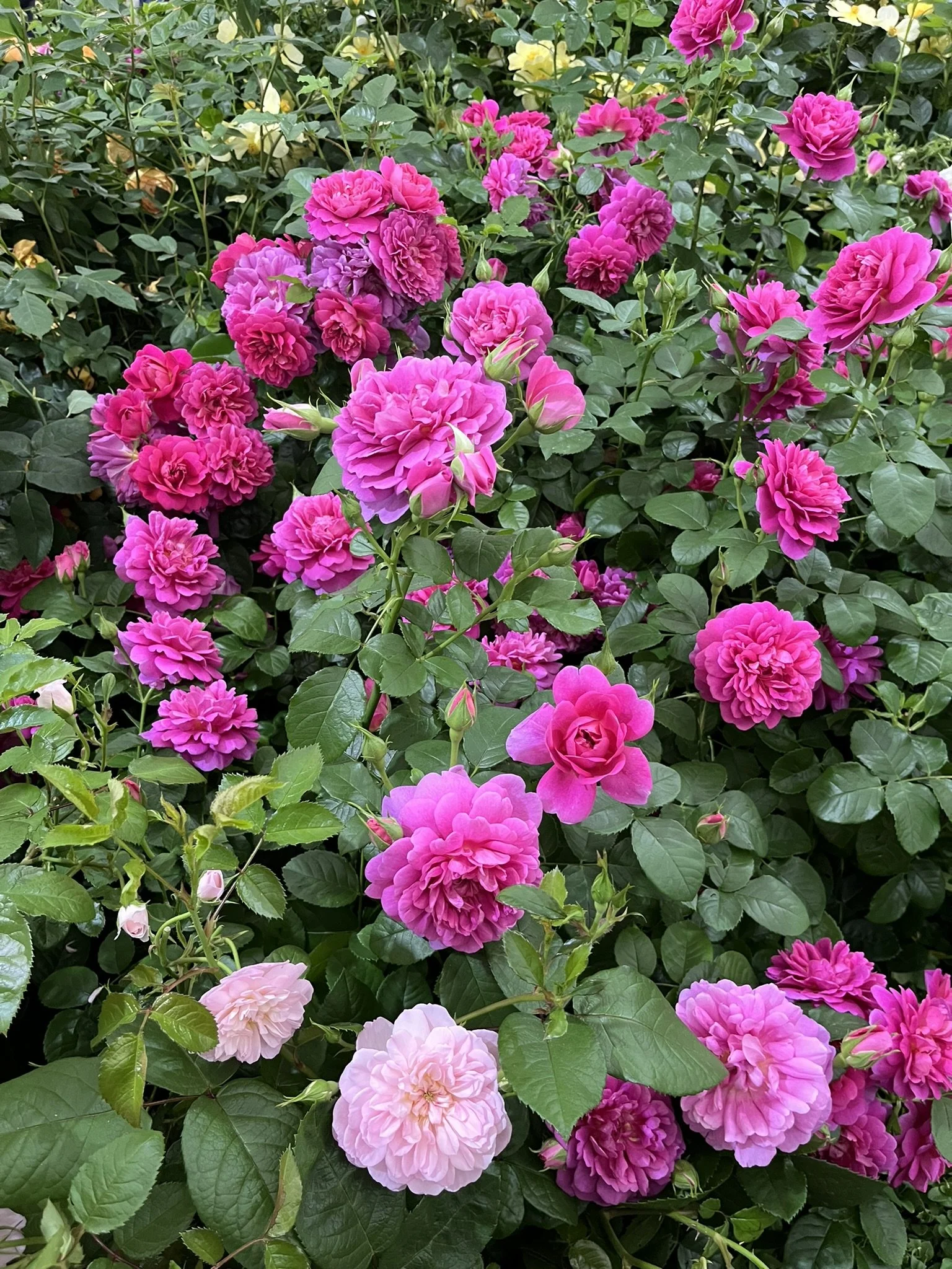 IMG_7160.JPEG