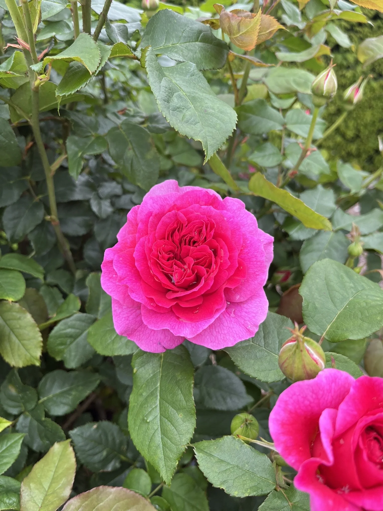 IMG_7424.JPEG
