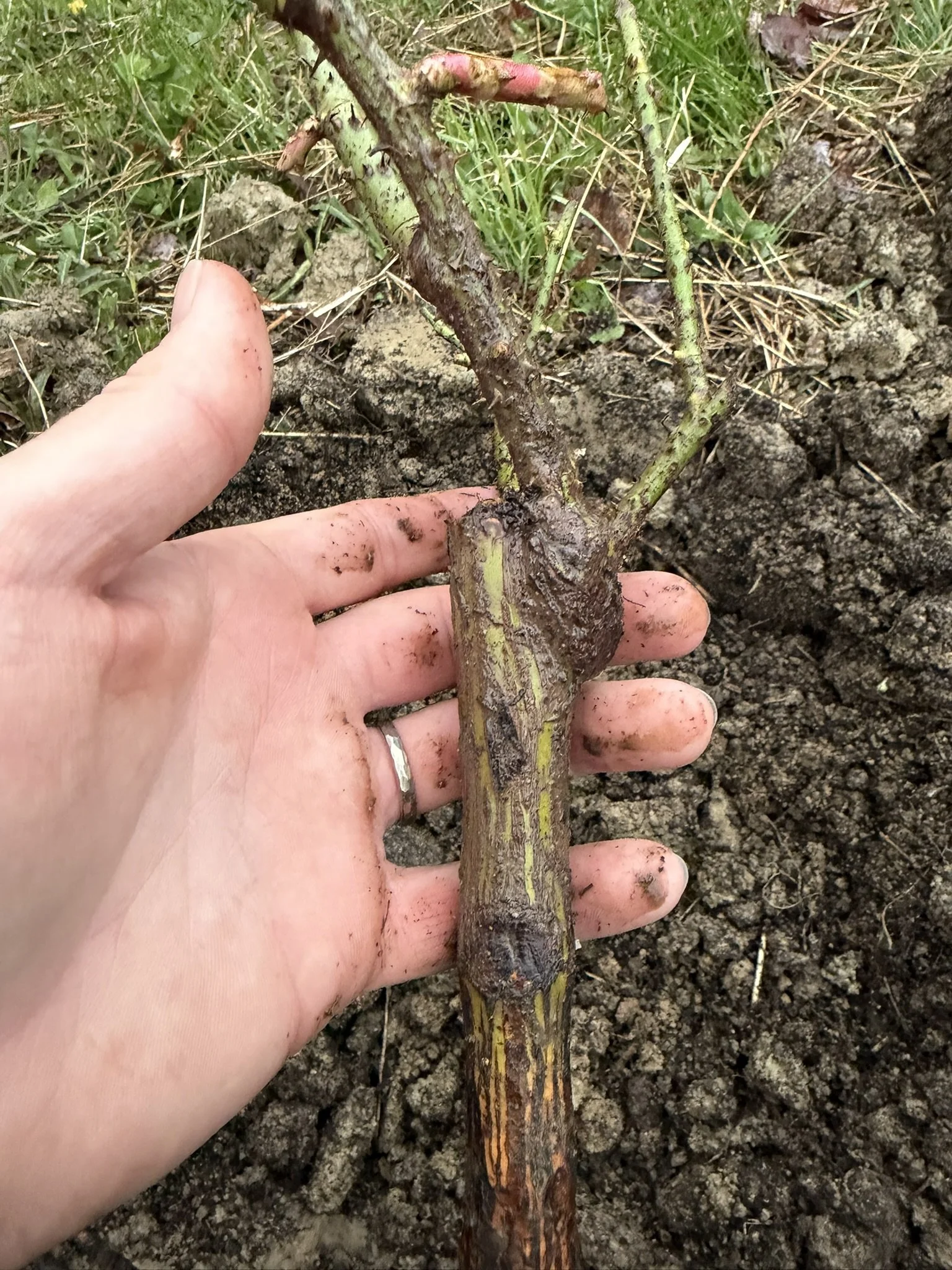 Grafted rose Notice graft.JPEG