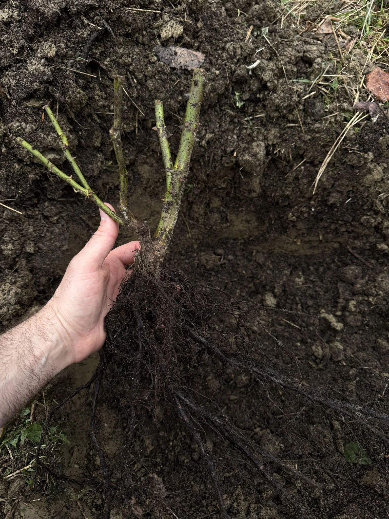 Own root rose.JPEG