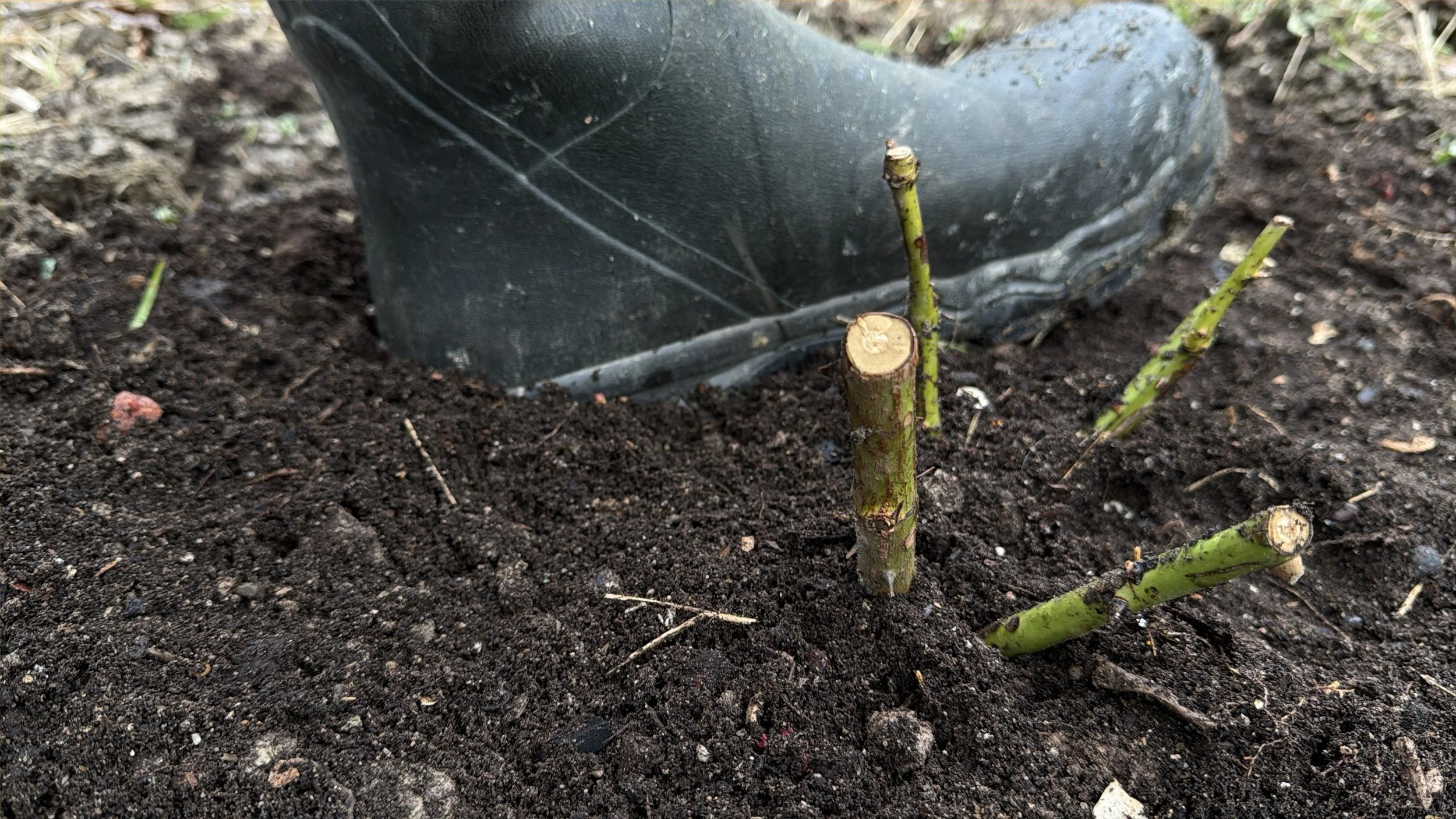 heeling in the rose.JPEG