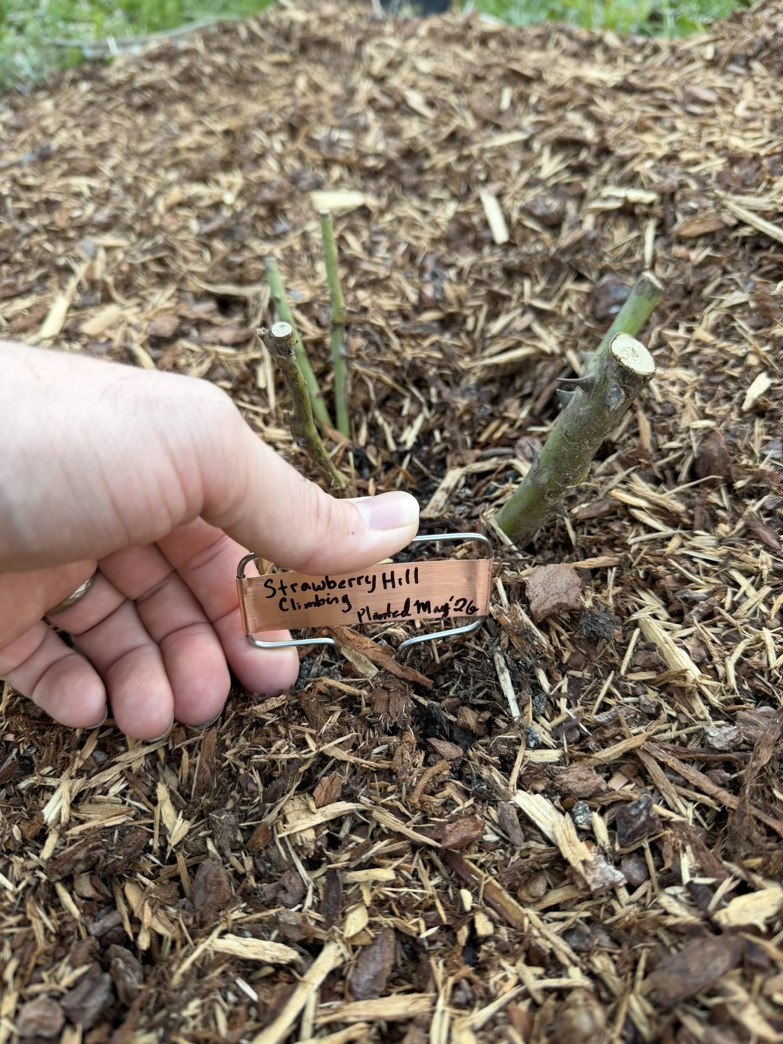 Label for rose after planting.JPEG
