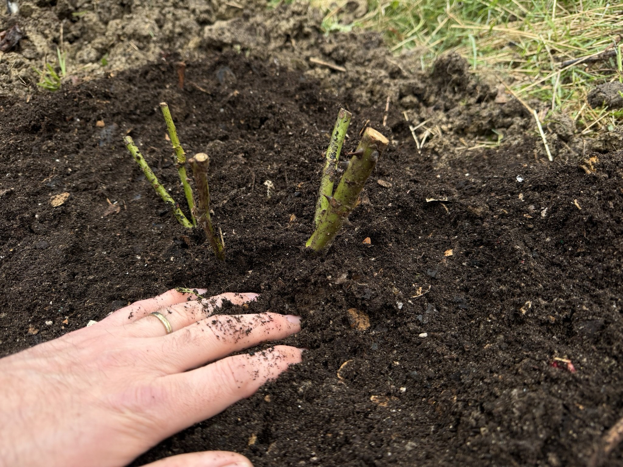 Top dressing with compost.JPEG