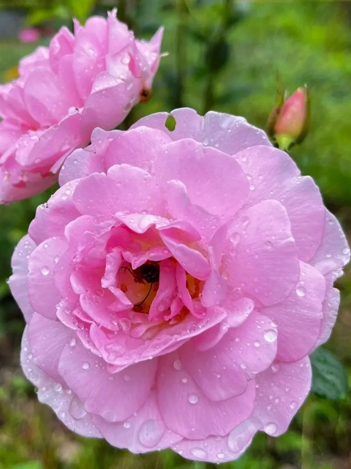 Roses Rebooted