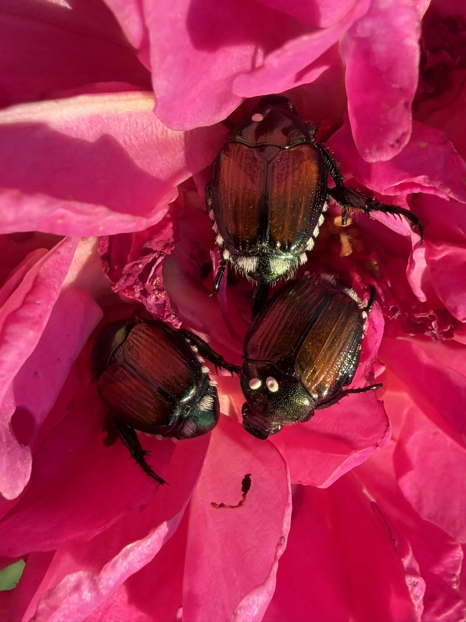 JAPANESE BEETLES, MEET YOUR MATCH