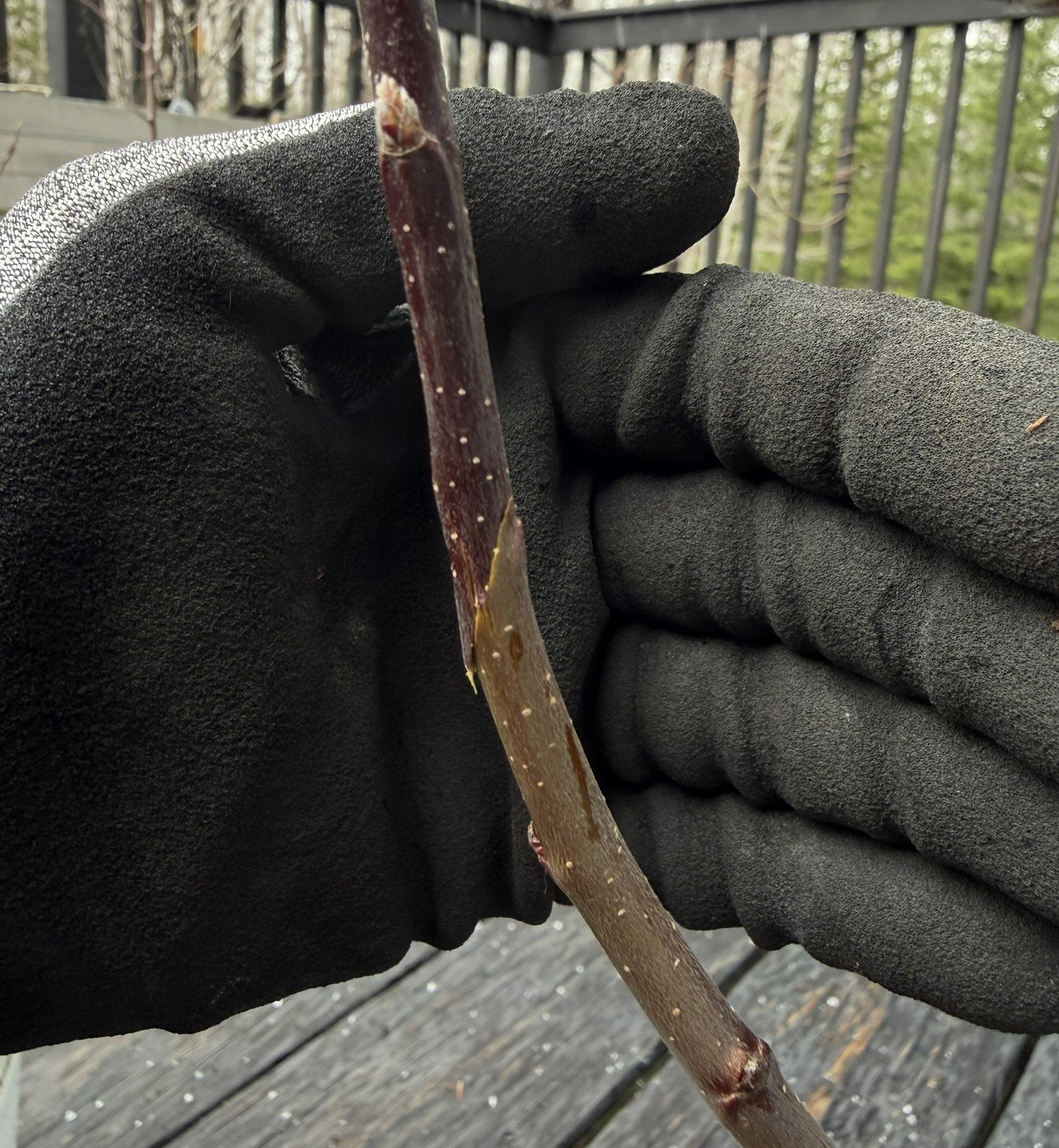 5 Aligning the cambium.JPEG