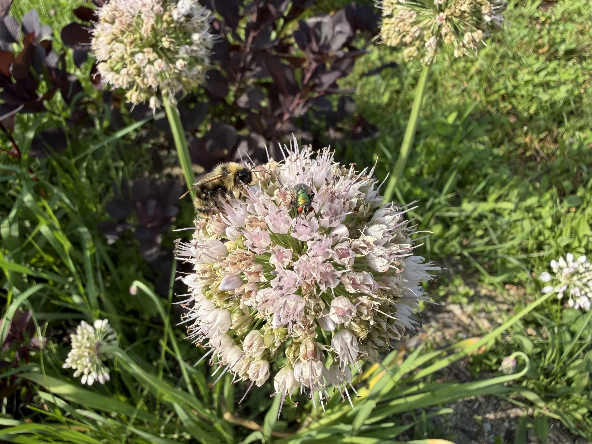 POLLINATORS ON SUMMER BLOOMING ALLIUM. 