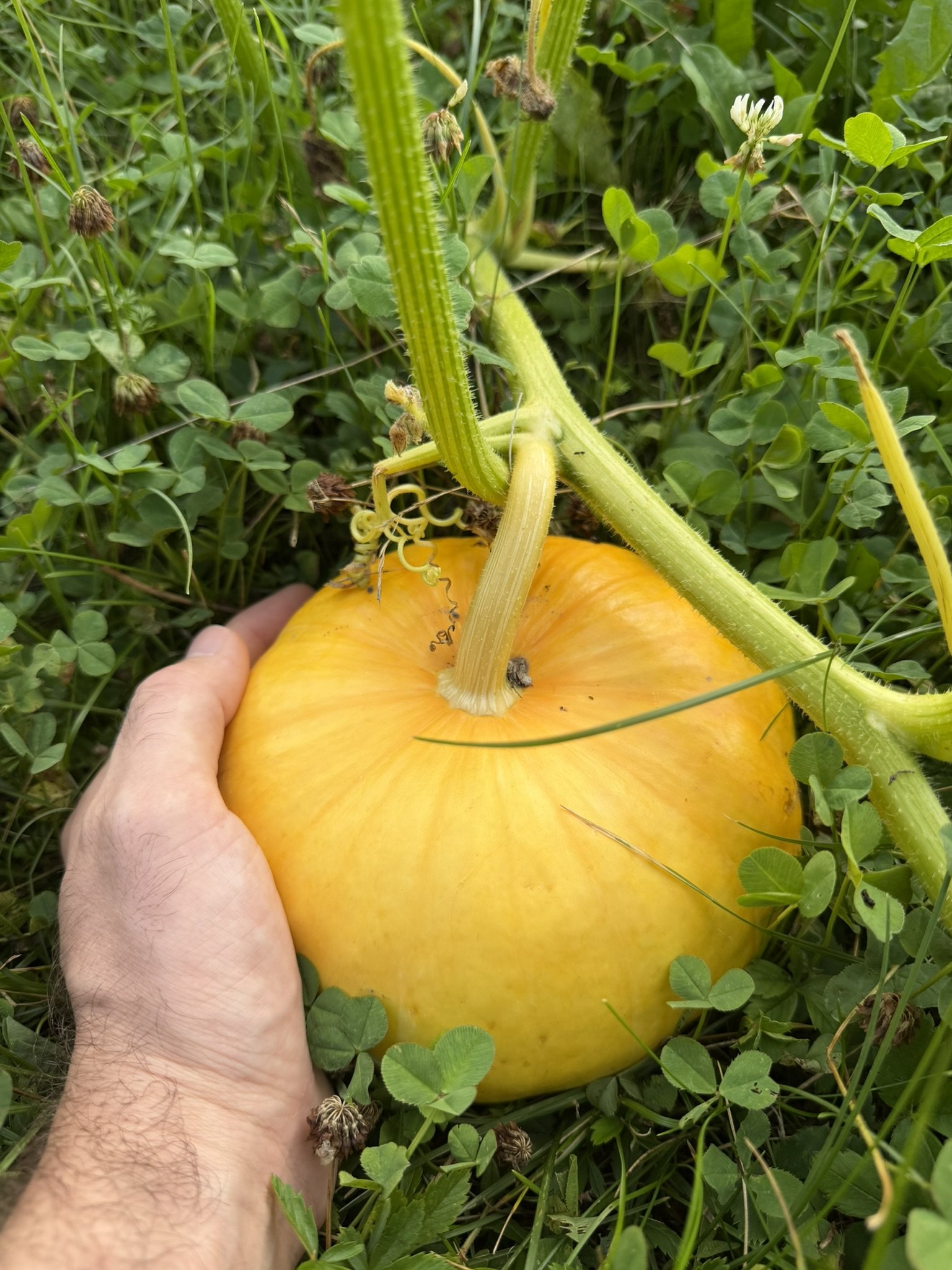 PUMPKIN PROGRESS