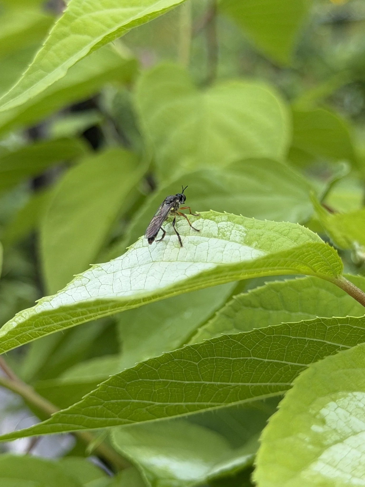 ROBBER FLY