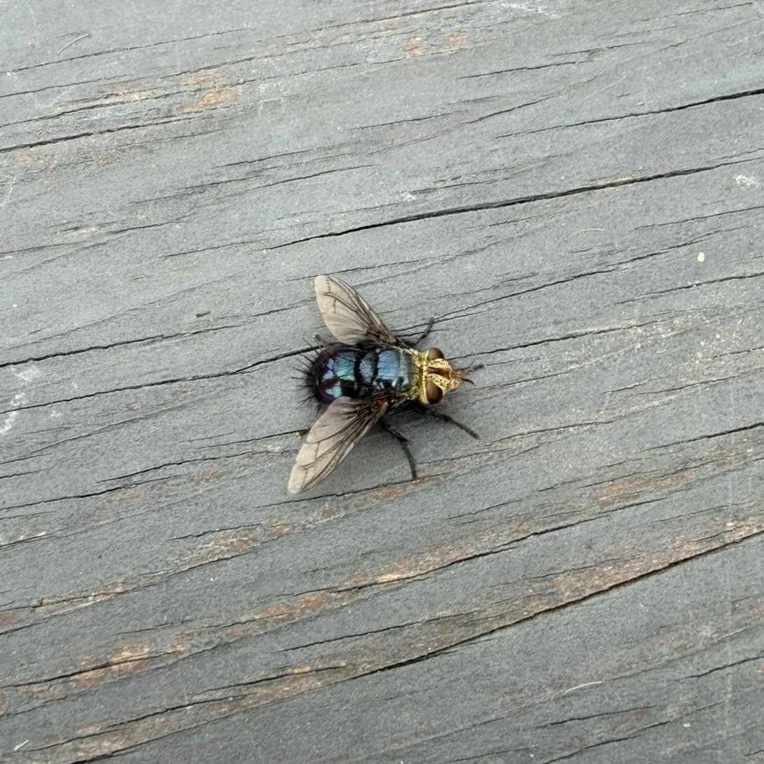 Tachinid bristle fly, Archytas sp.