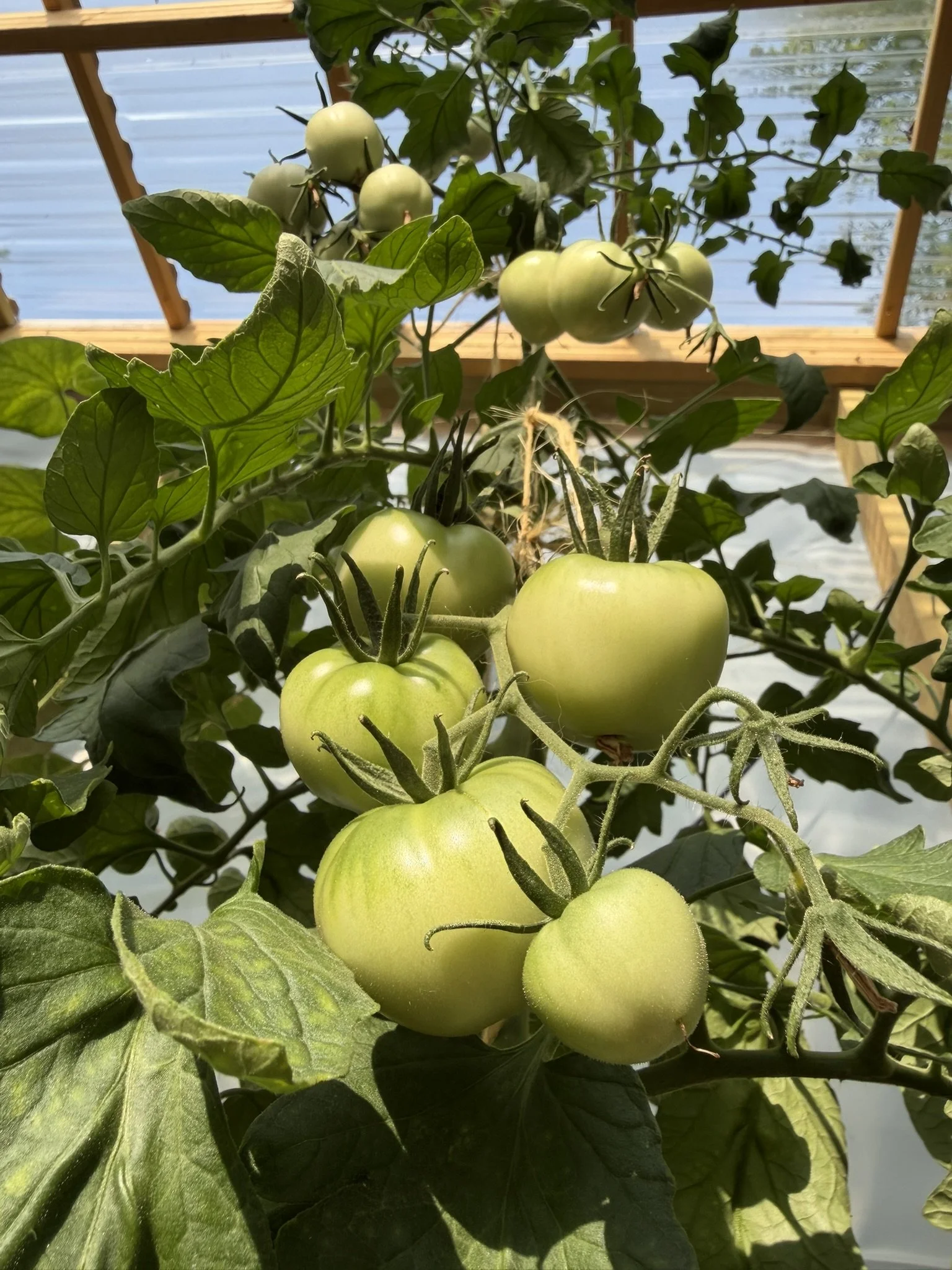 TOMATOES IN THE GREENHOUSE