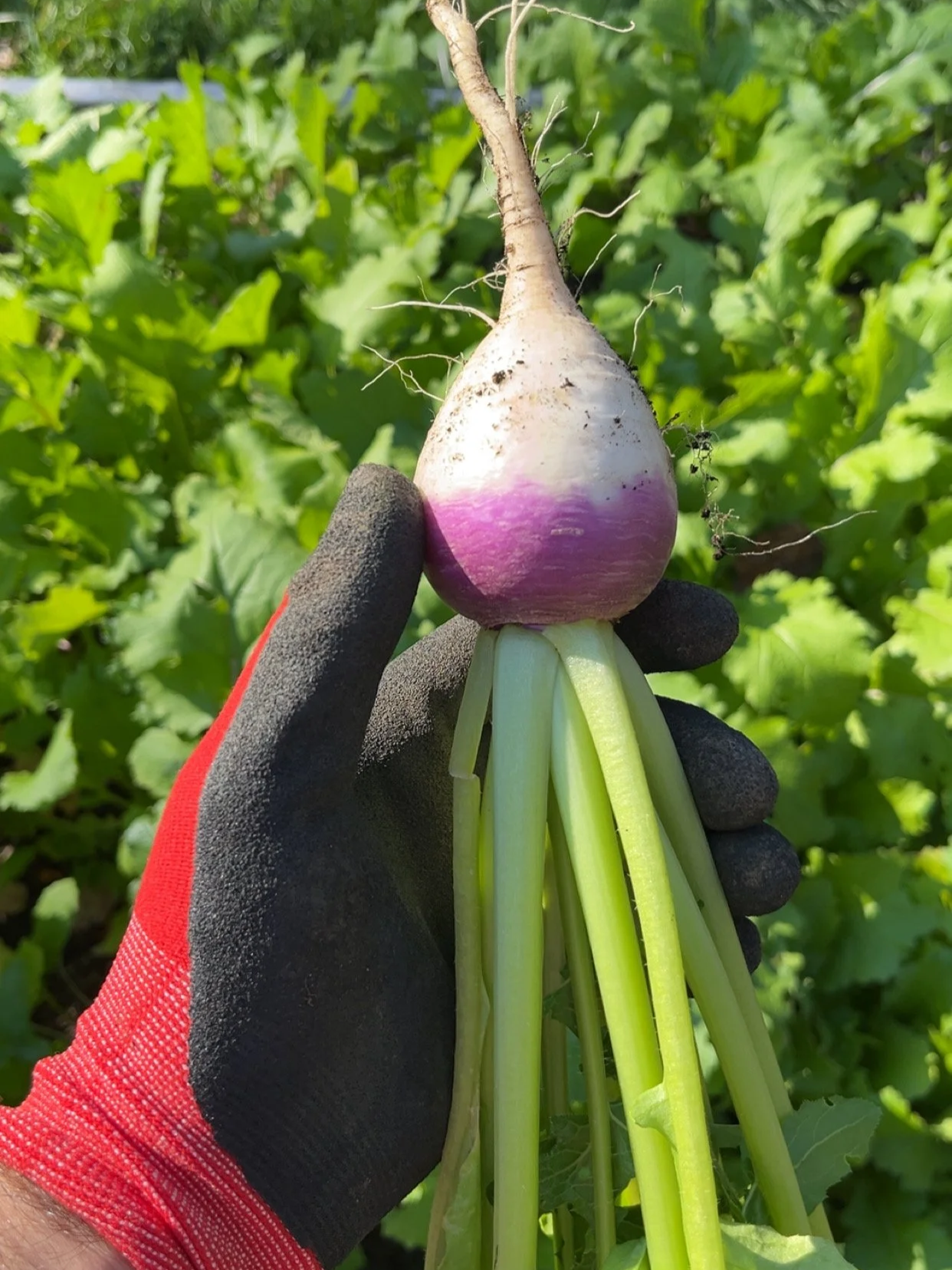 QUICK CROPS FOR COOLER DAYS