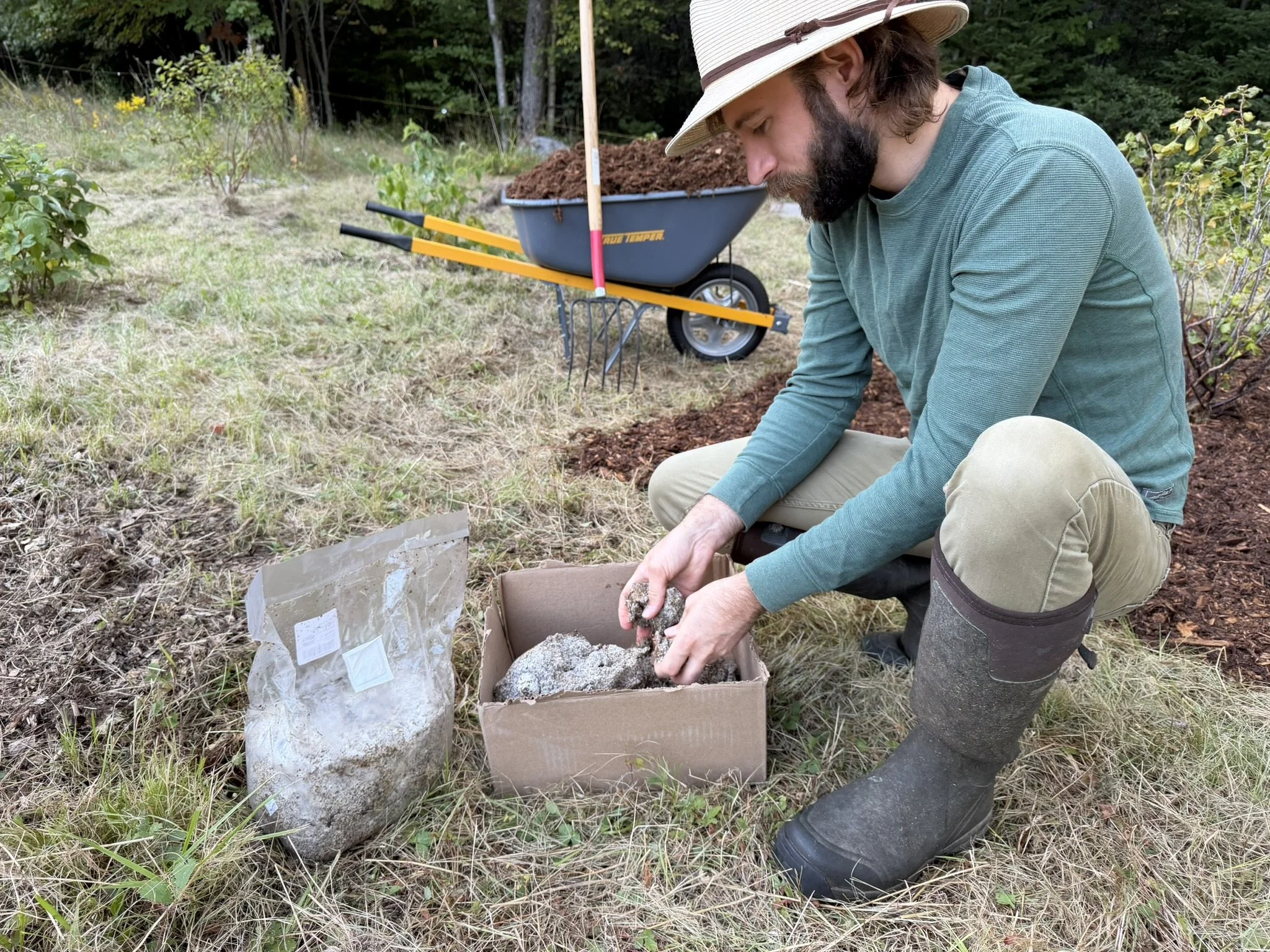 Growing wine caps in the berry patch