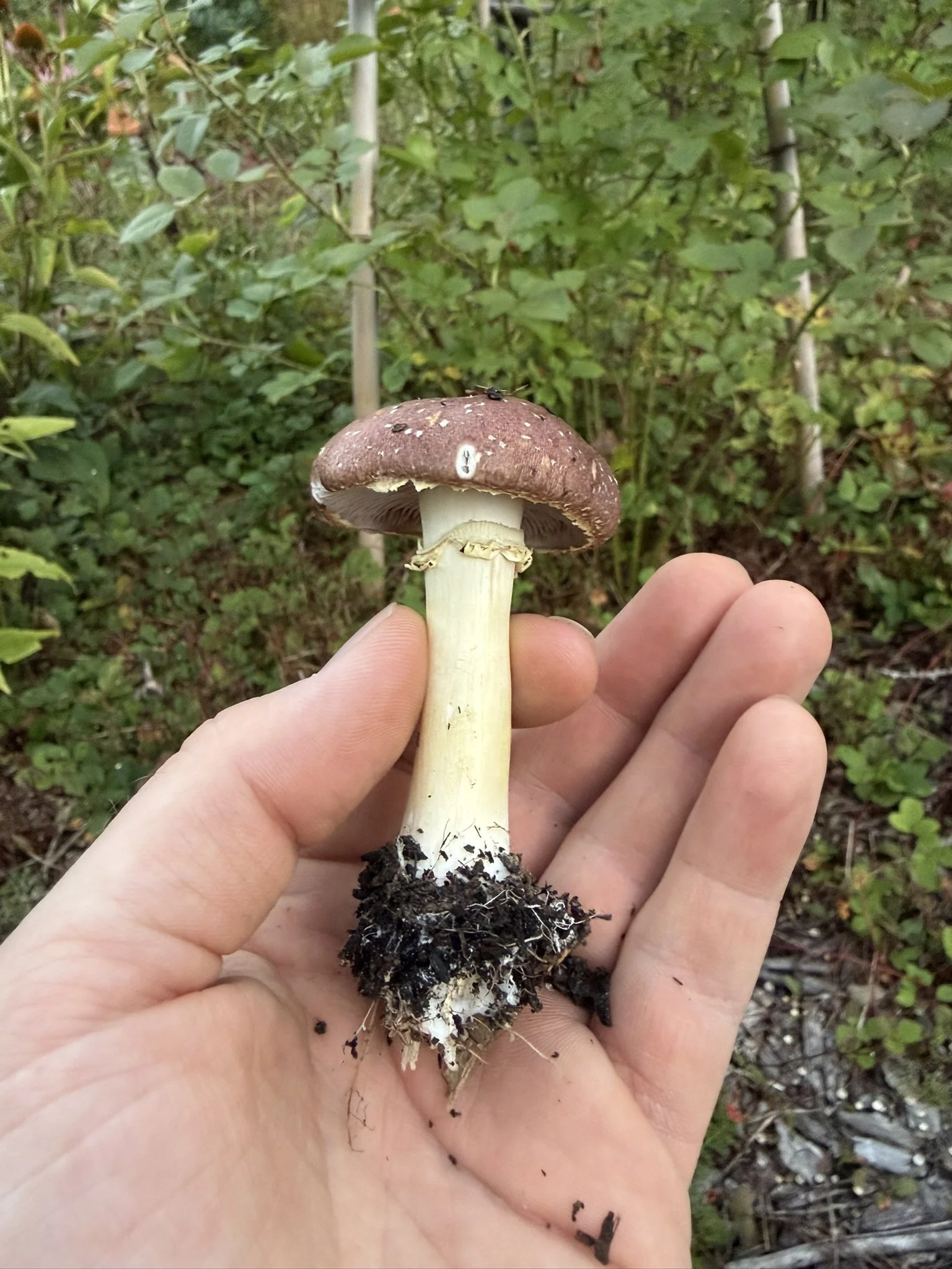 wine cap mushroom