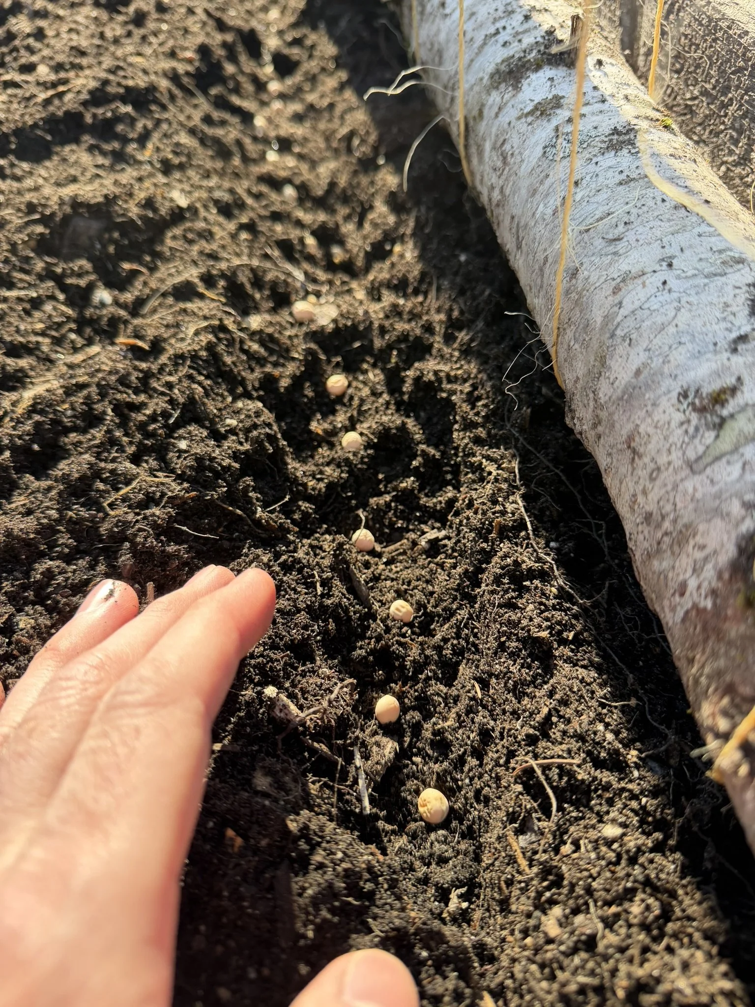 Close-up of soil with peas planted in rows, next to a branch with gardening string tied around. A person's hand is visible and covering the peas with rich soil.