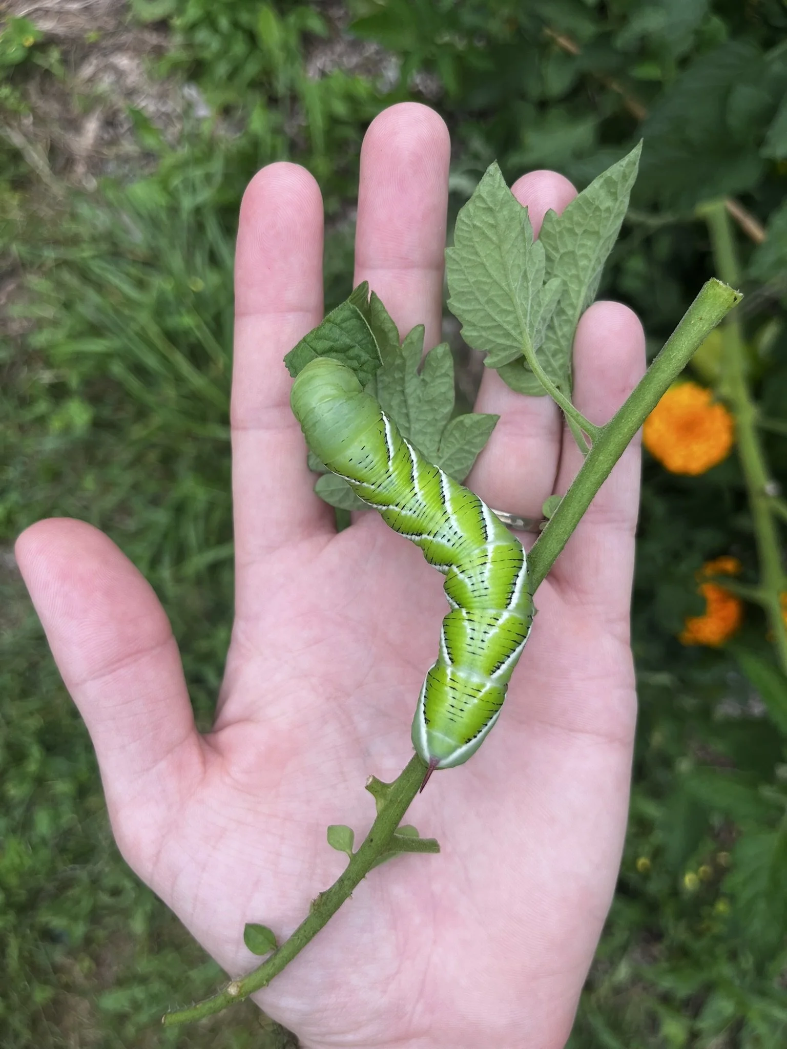 Enormous tobacco hornworm