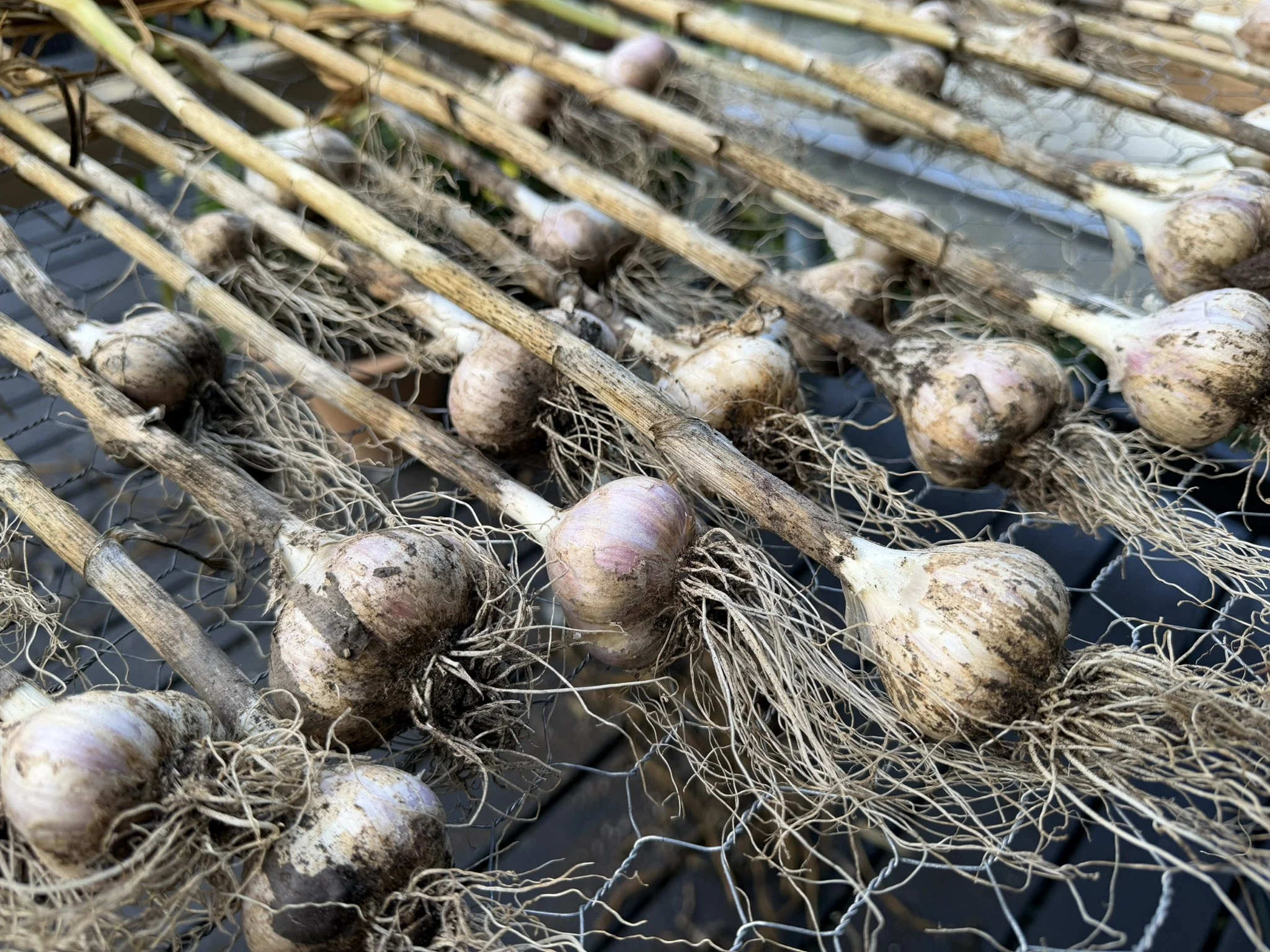Garlic on drying rack