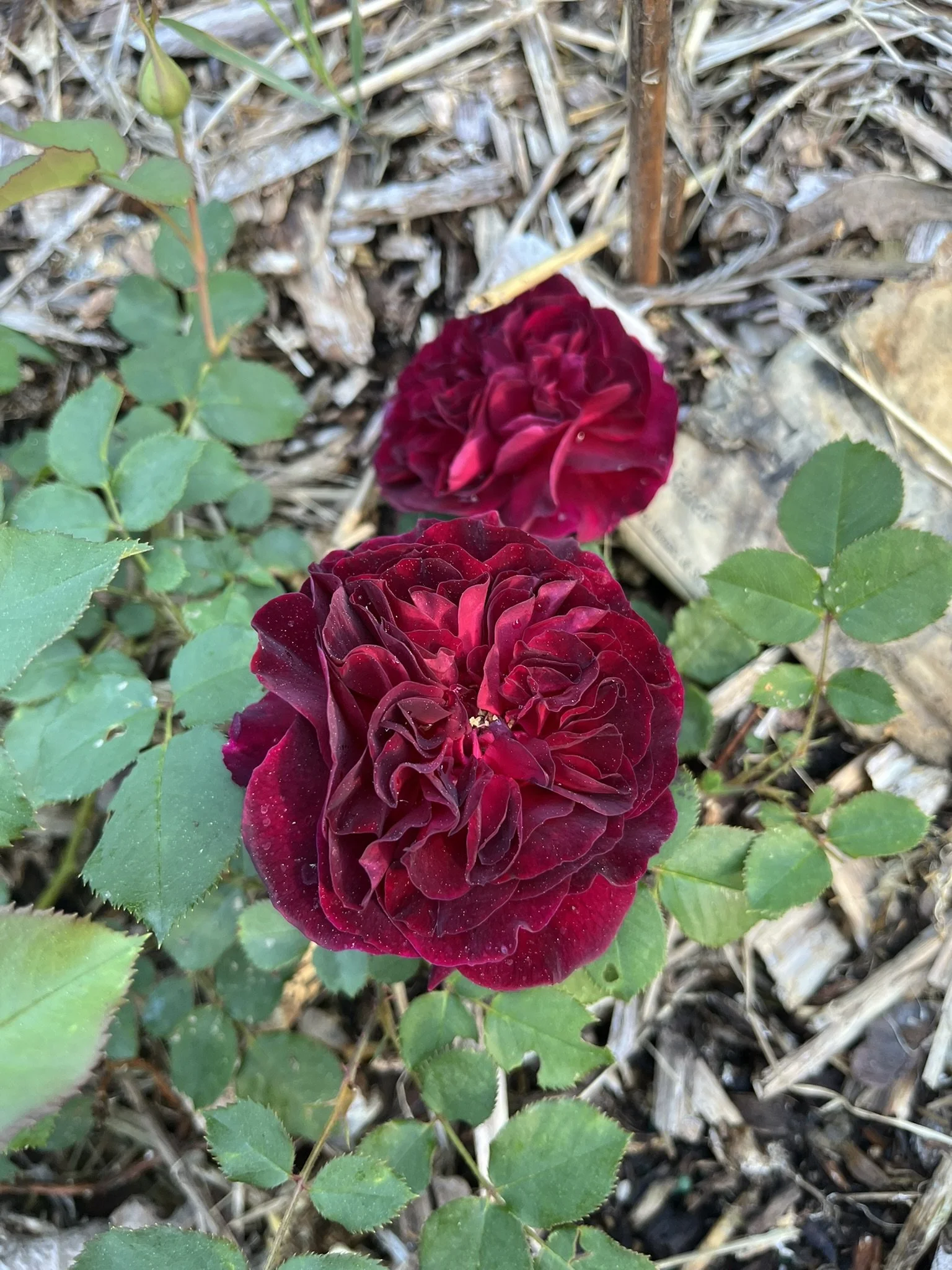Burgundy colored rose