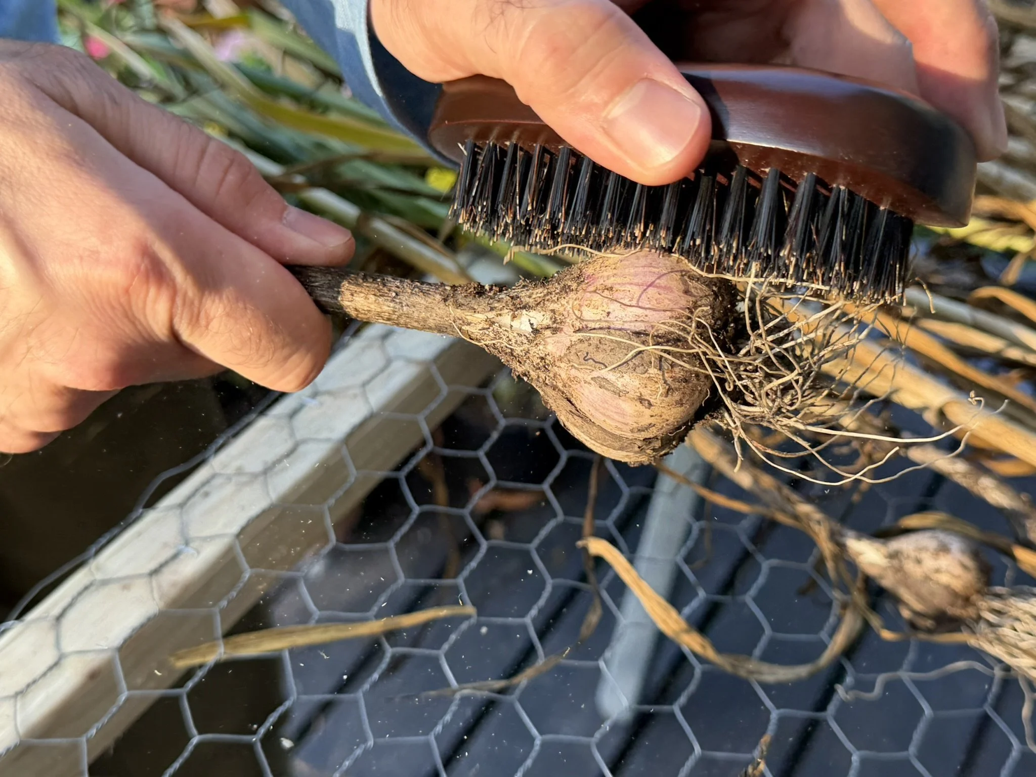 removing dirt from garlic bulb with boar hair brush