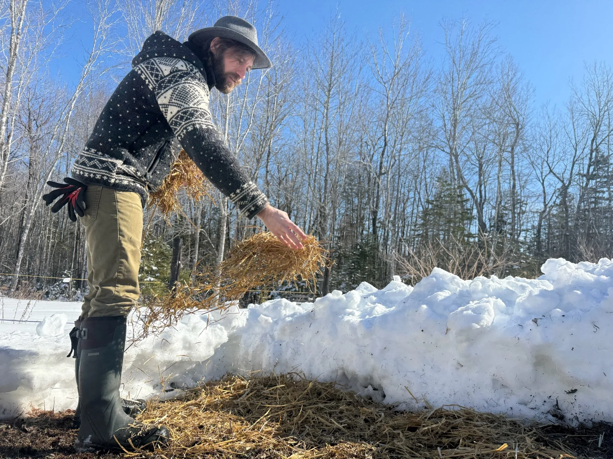A man wearing a gray hat, patterned gray and white sweater, gr pants, and tall rubber boots stands outdoors in a snowy landscape. He is spreading of straw on the ground, with a clear blue sky and leafless trees in the background.
