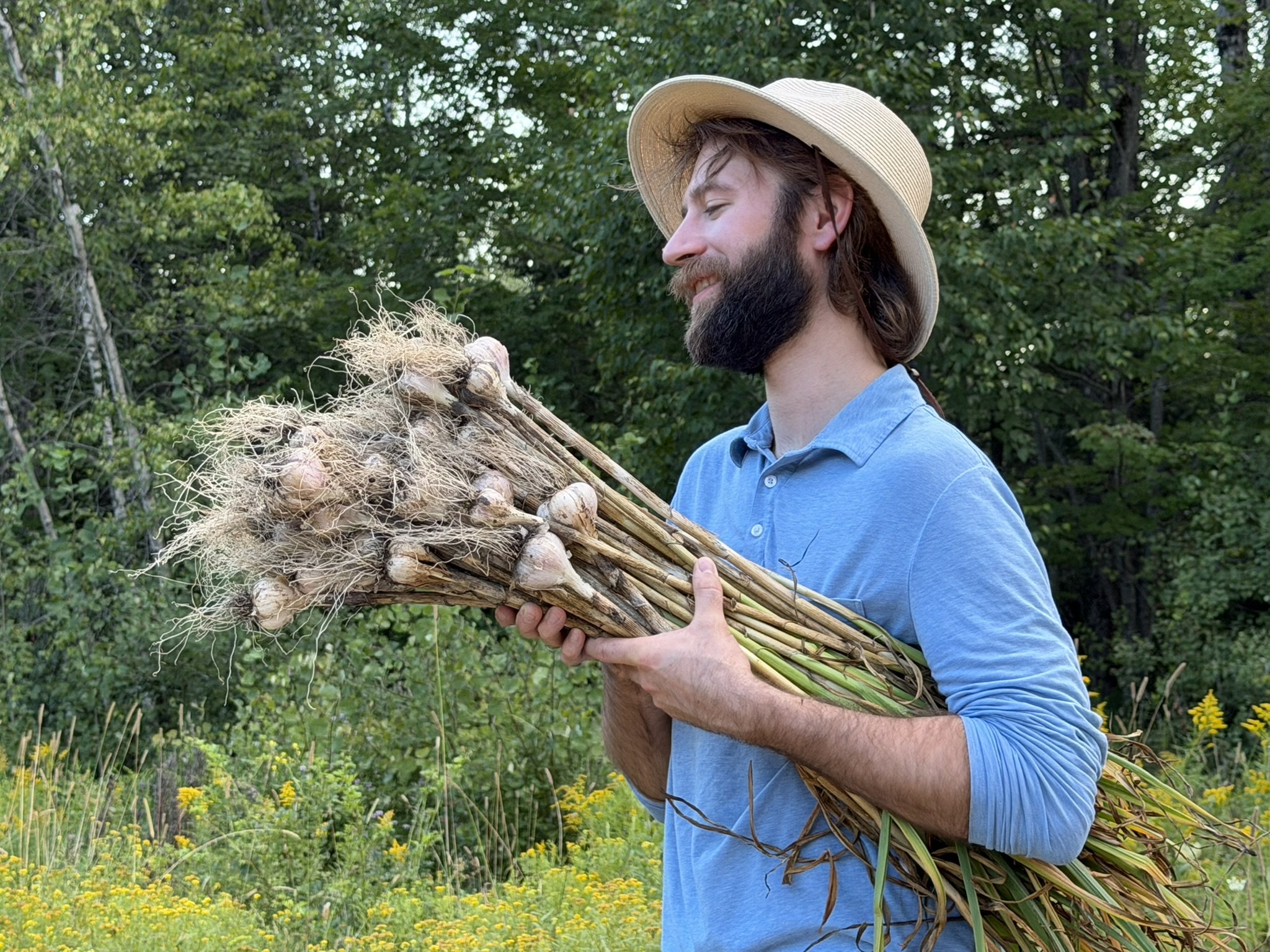 Man holding armful of freshly harvested garlic