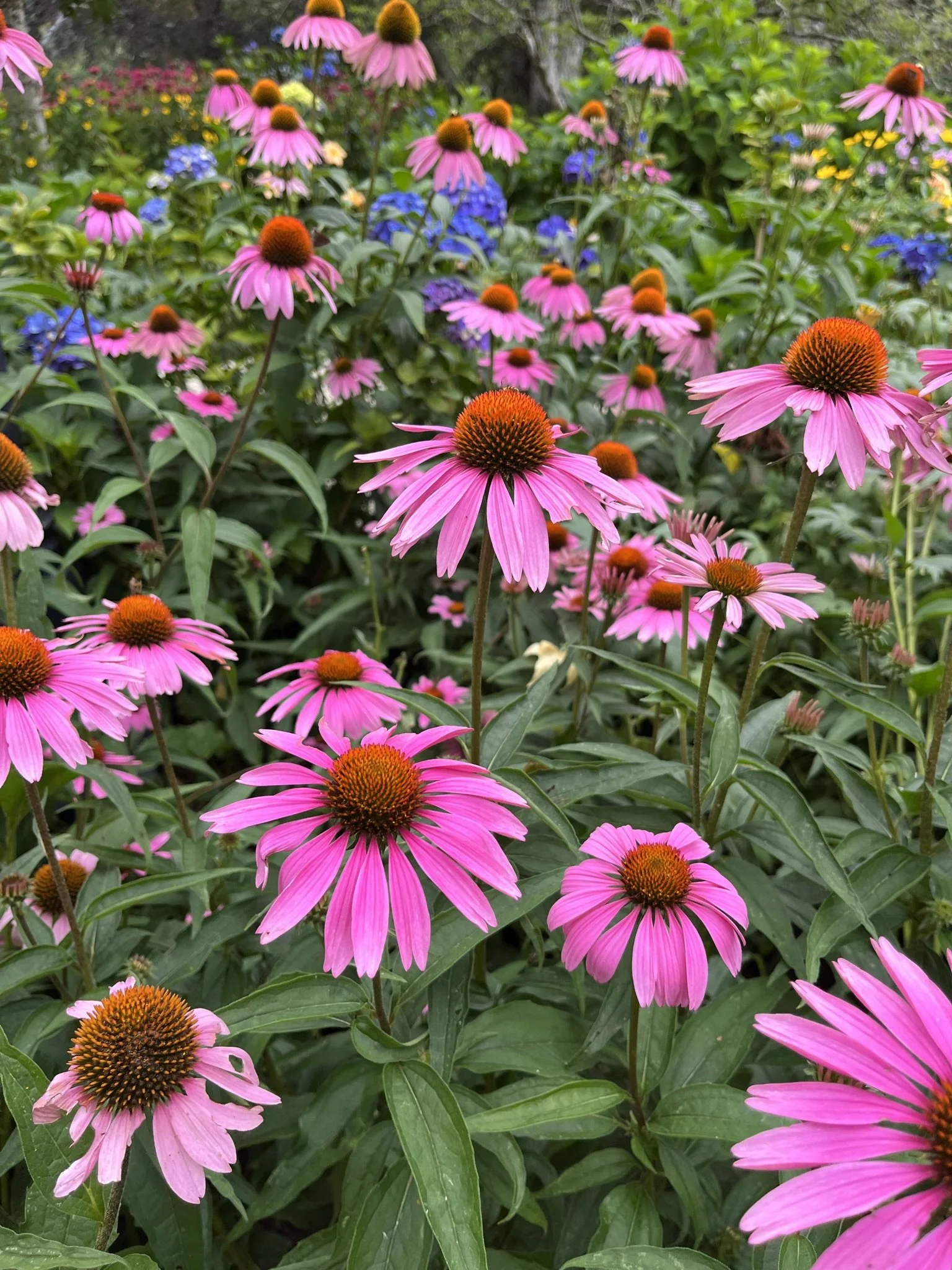 Pink coneflowers with orange centers in a garden with green foliage and some blue and yellow flowers in the background.