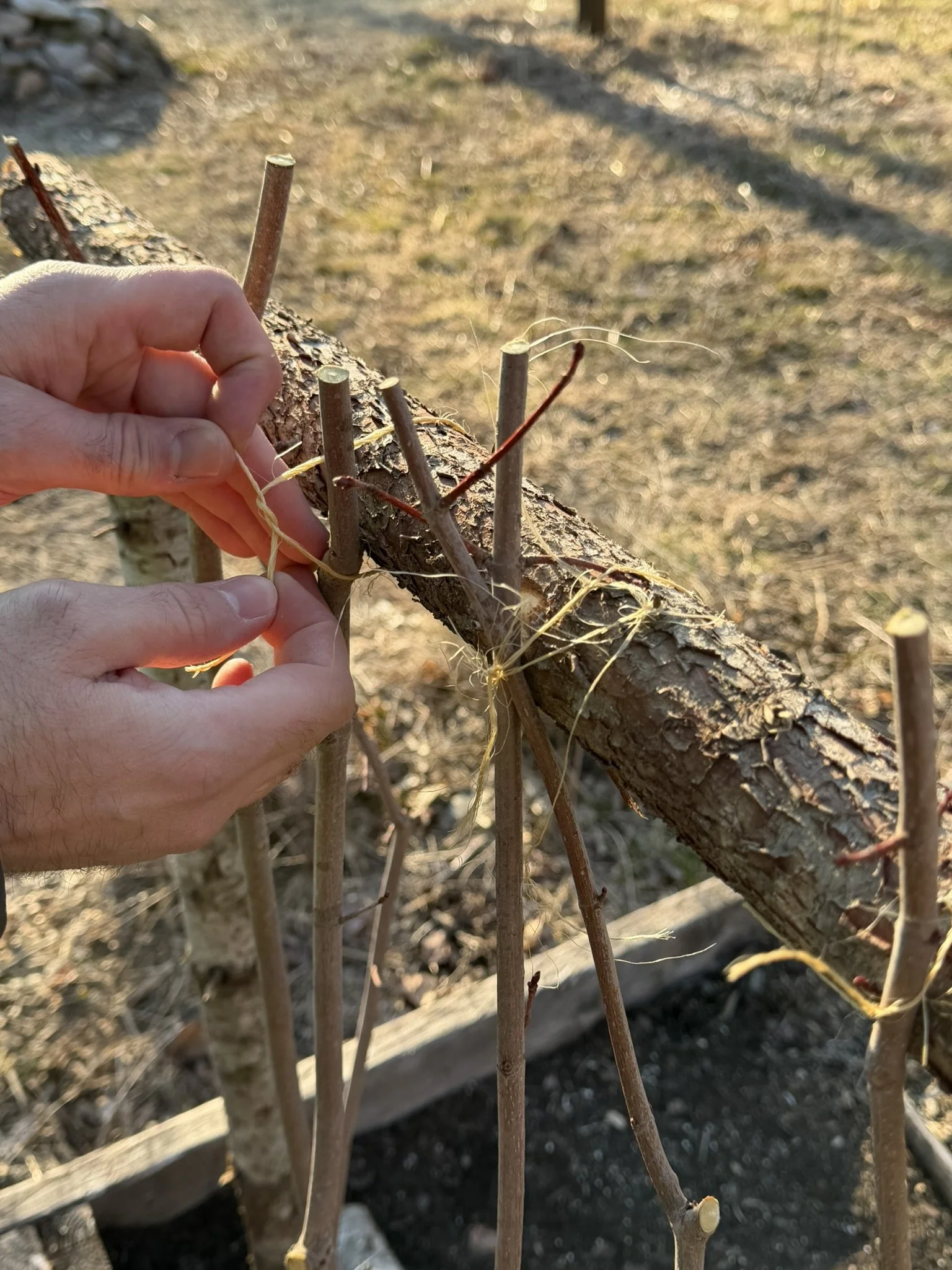Person's hand tying together saplings with garden twine to be used for pea supports.