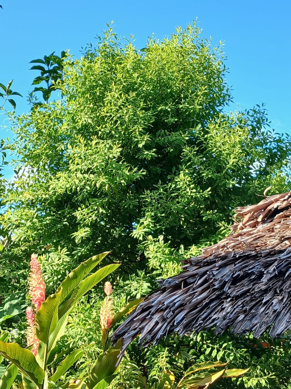 Green leafy trees and plants in a sunny outdoor setting with a thatched roof structure.