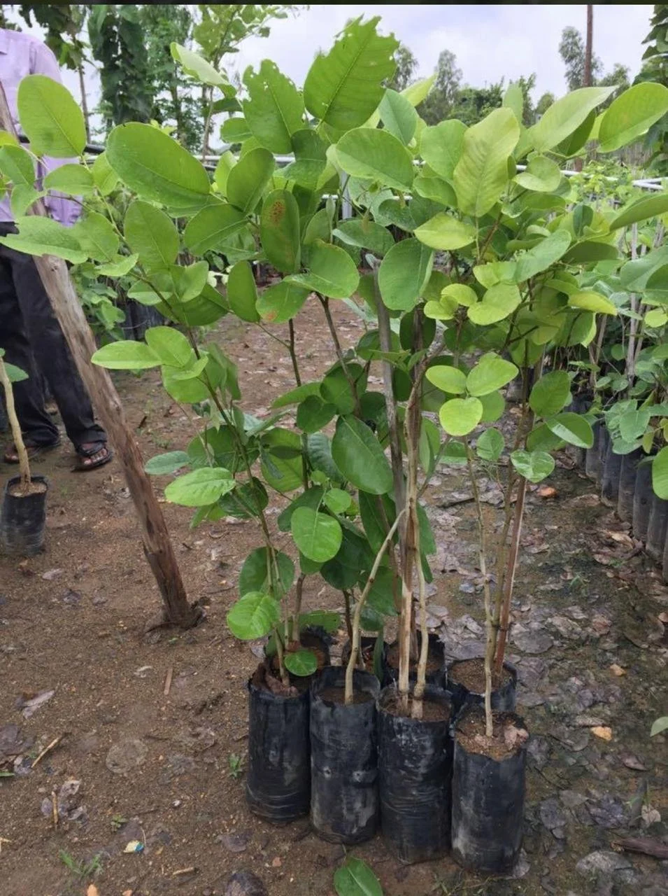 Pterocarpus Santalinus (Red) Sandalwood Plants