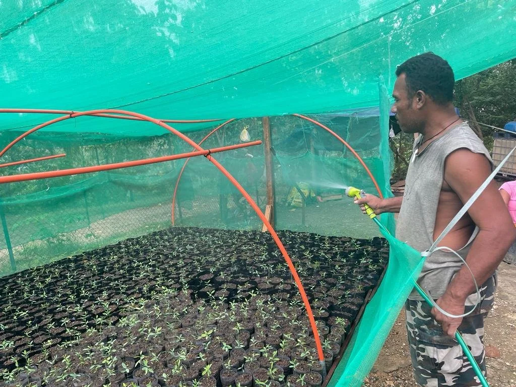 A man in camouflage pants and a sleeveless shirt watering young plants inside a green shade netted greenhouse.